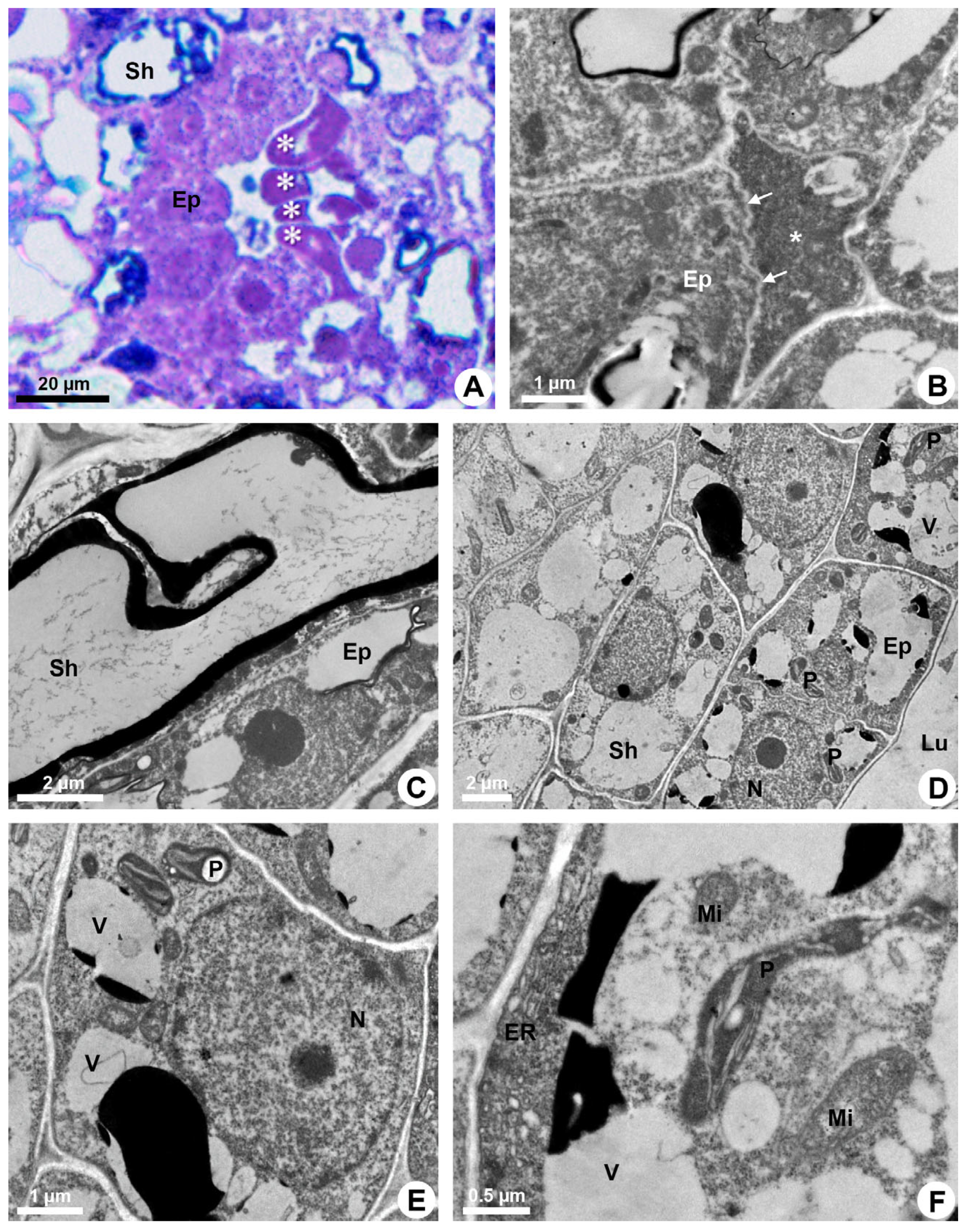 Plants 13 01757 g003