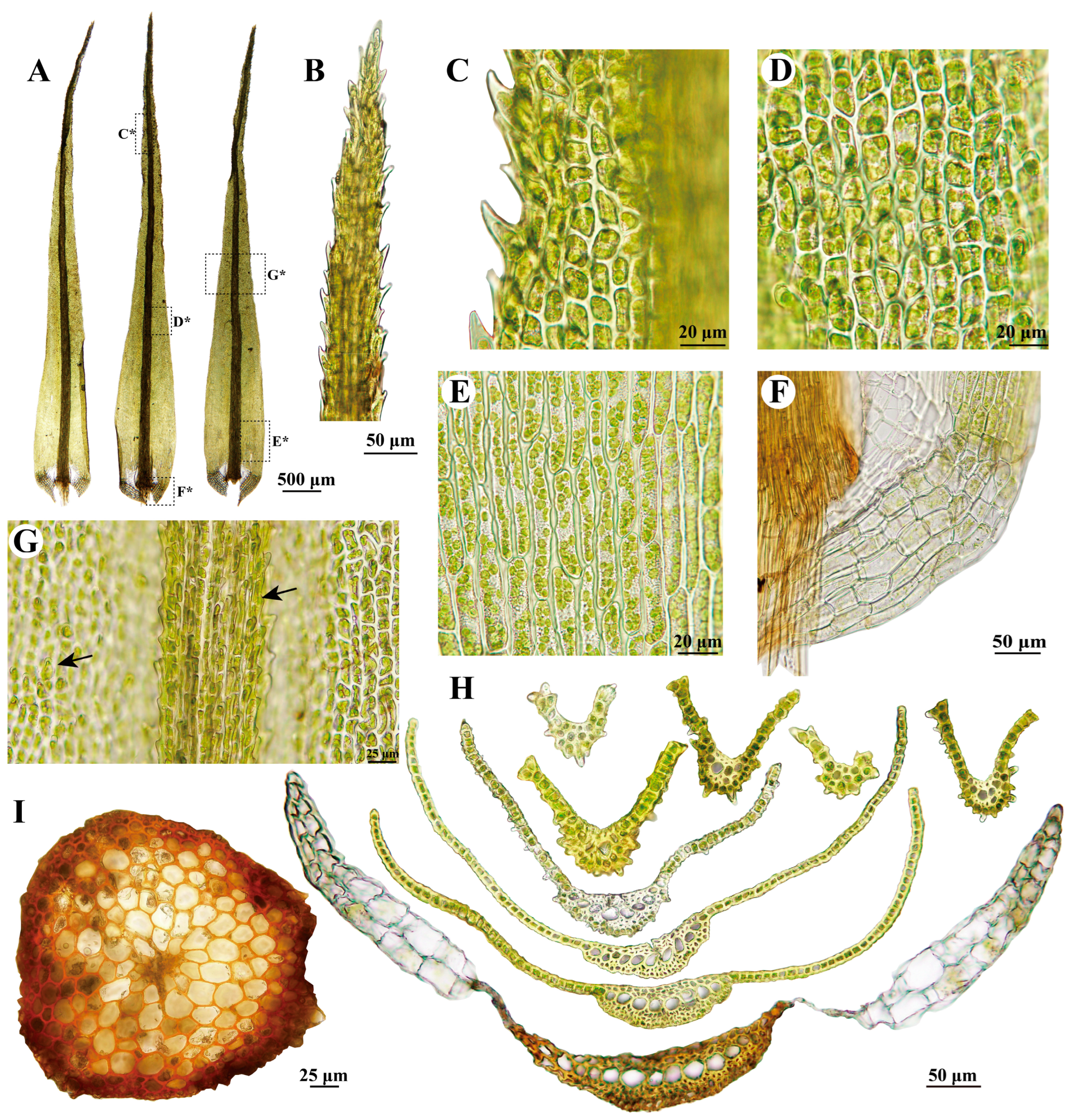 Plants 13 01759 g003 Plants 13 01759 g003