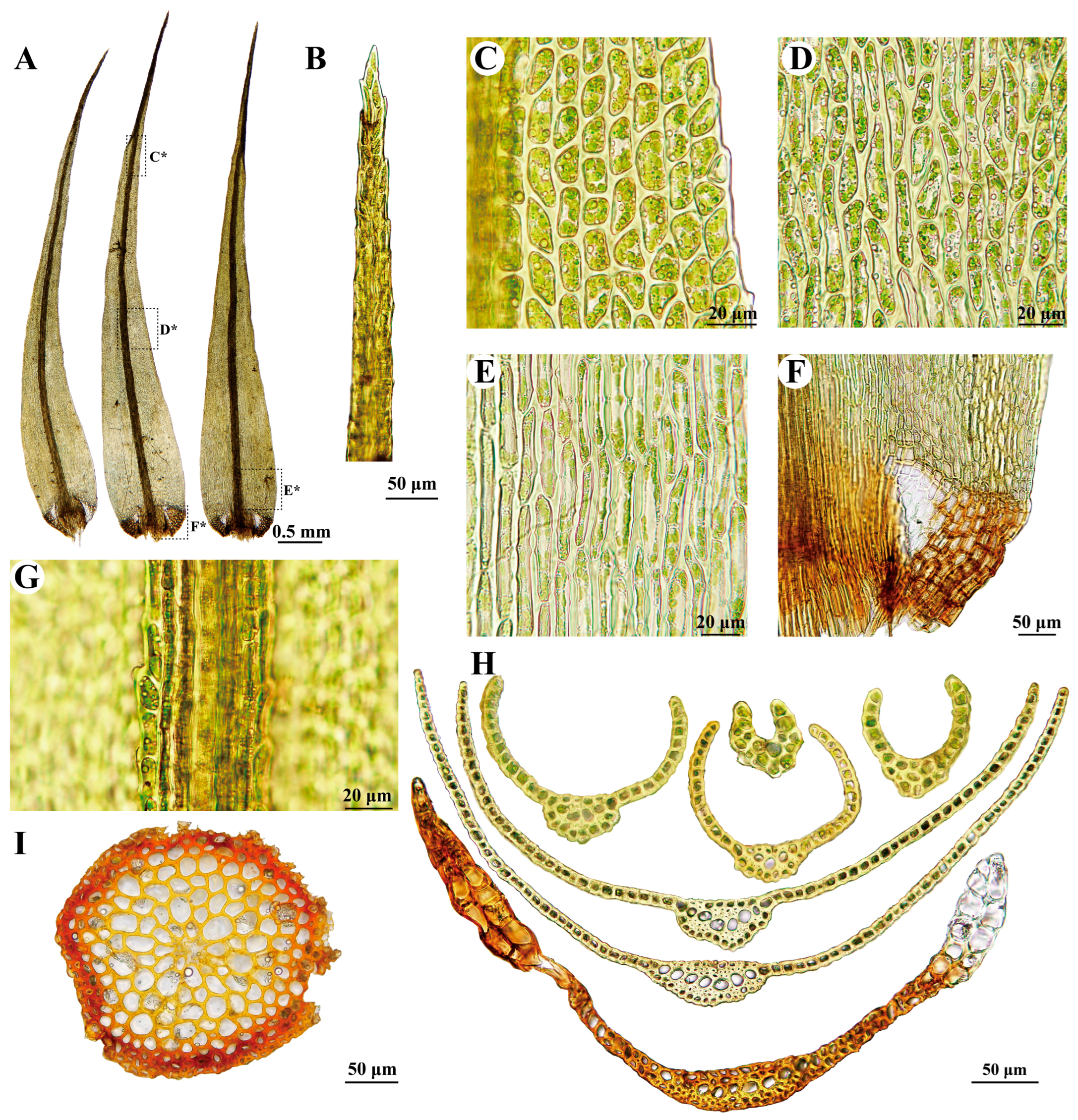 Plants 13 01759 g005 Plants 13 01759 g005