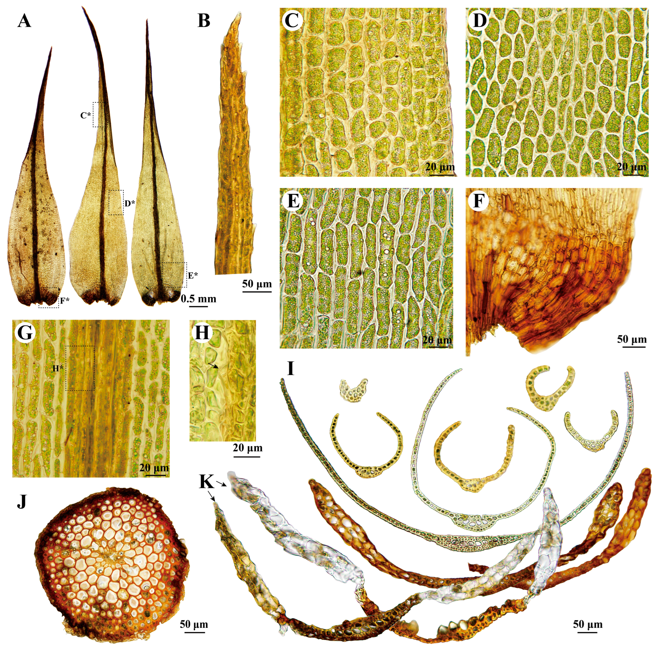 Plants 13 01759 g006 Plants 13 01759 g006