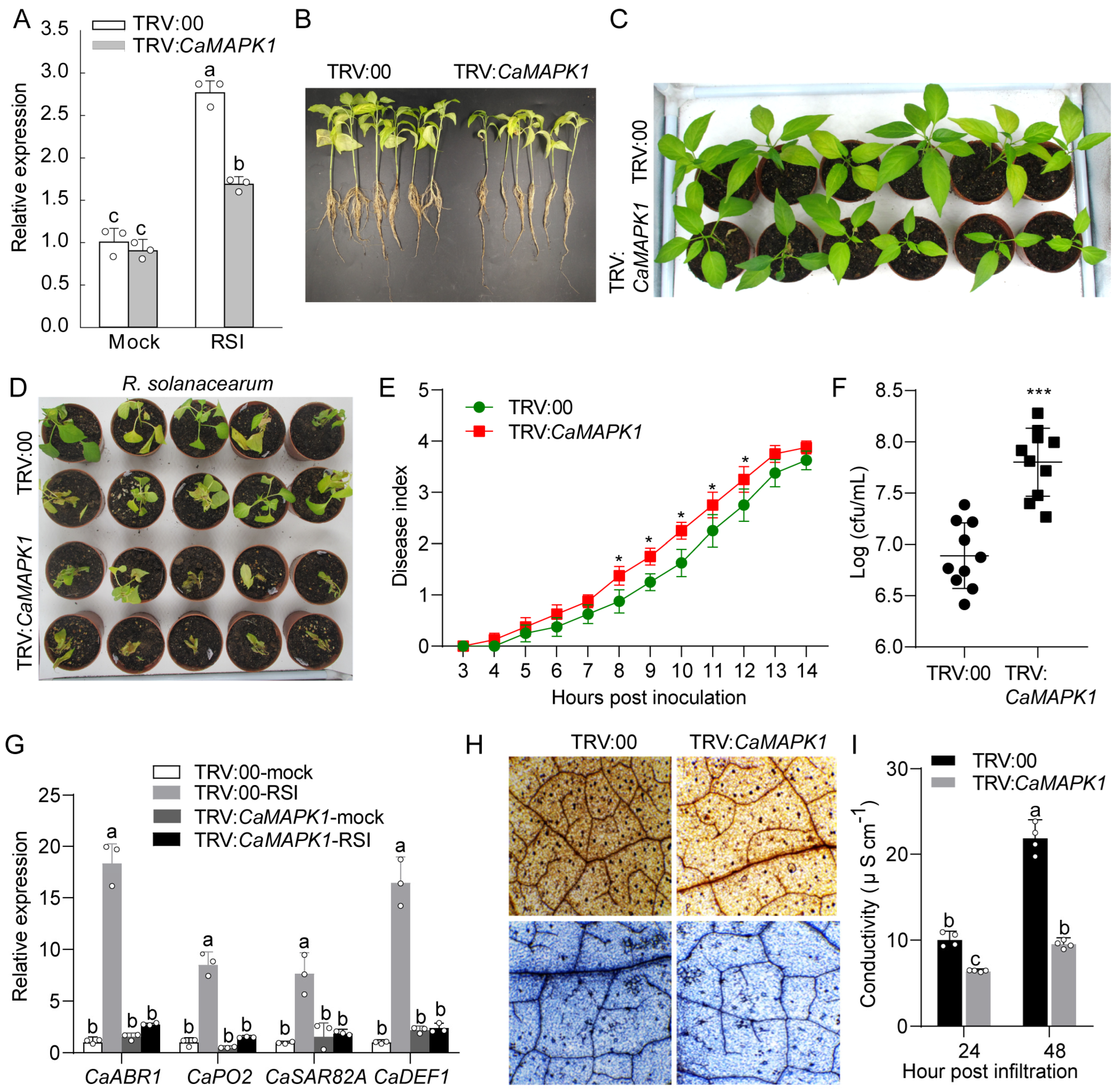 Plants 13 01775 g005