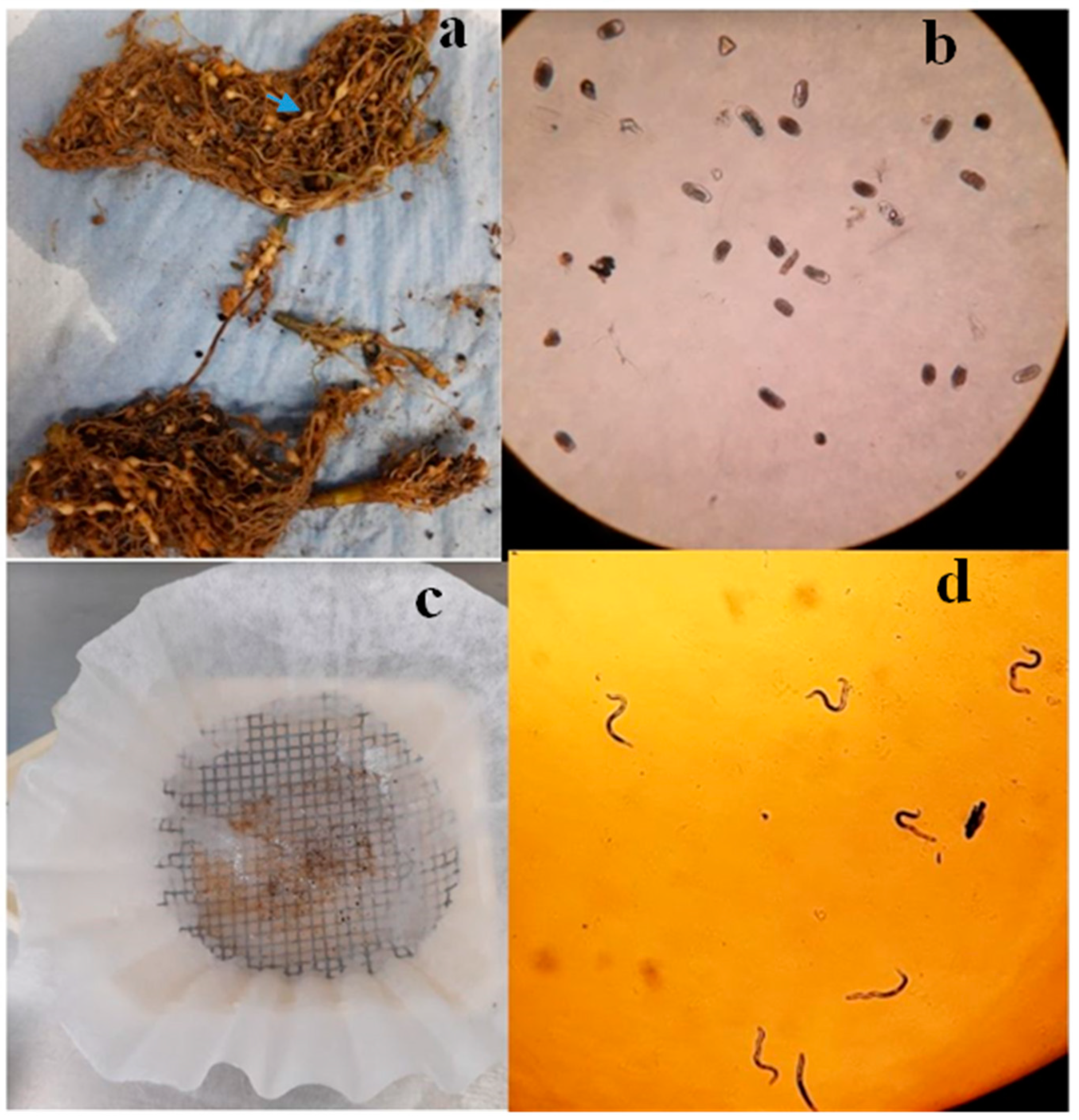 Plants 13 01777 g004 Plants 13 01777 g004