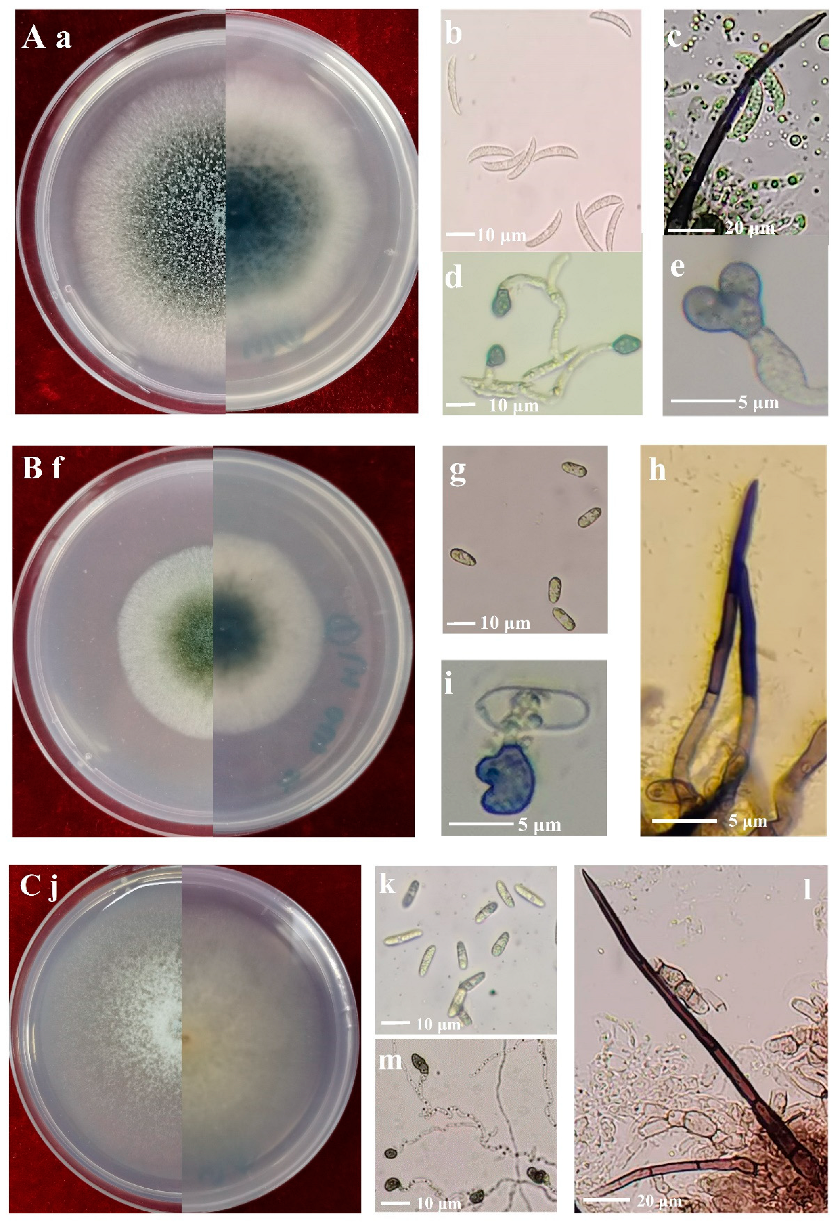 Plants 13 01780 g003 Plants 13 01780 g003