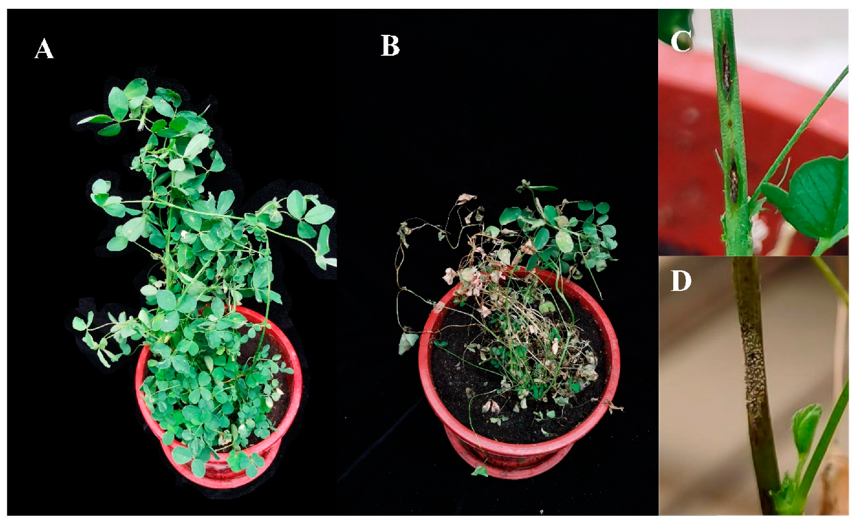 Plants 13 01780 g007 Plants 13 01780 g007