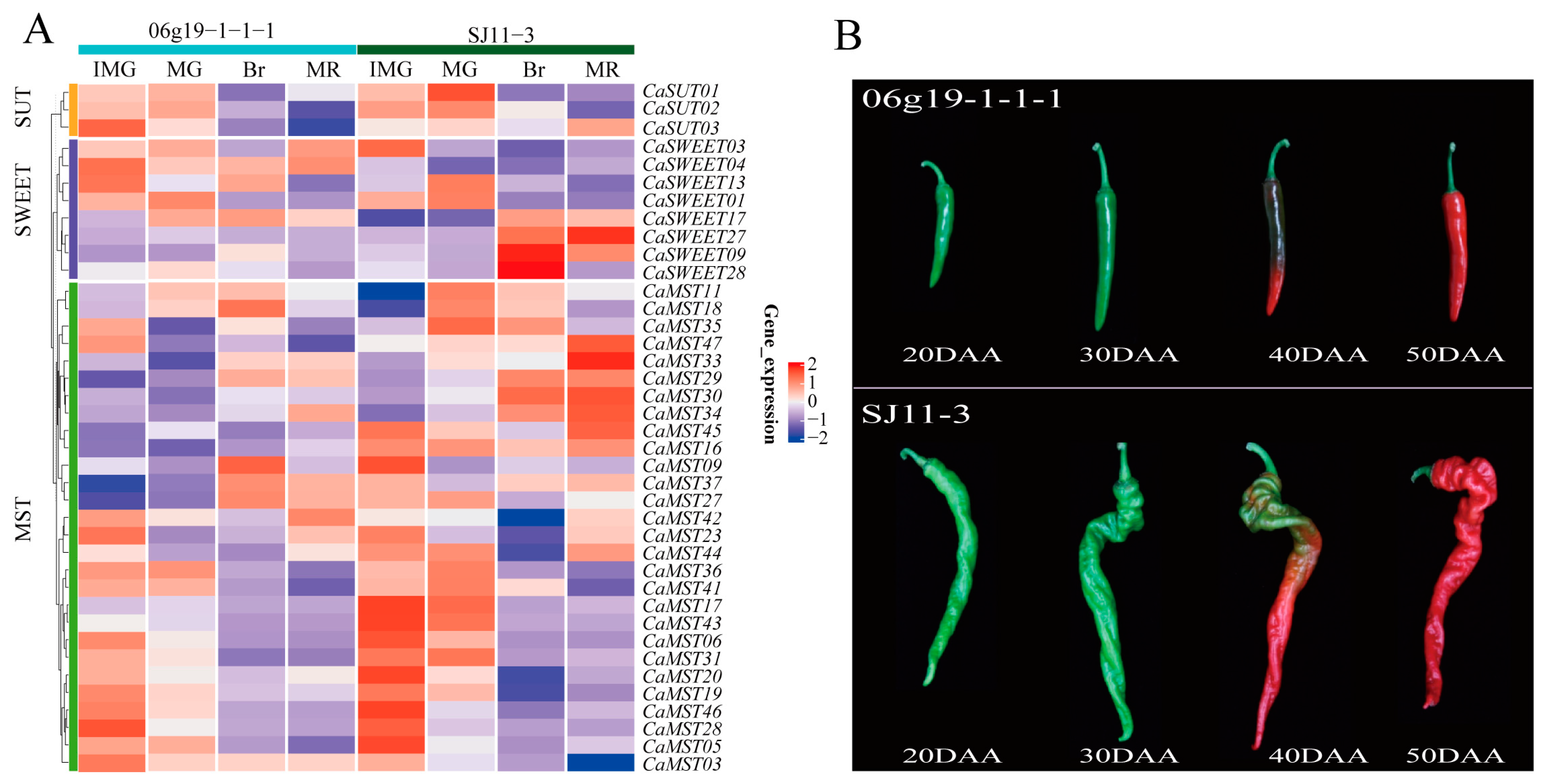 Plants 13 01825 g004
