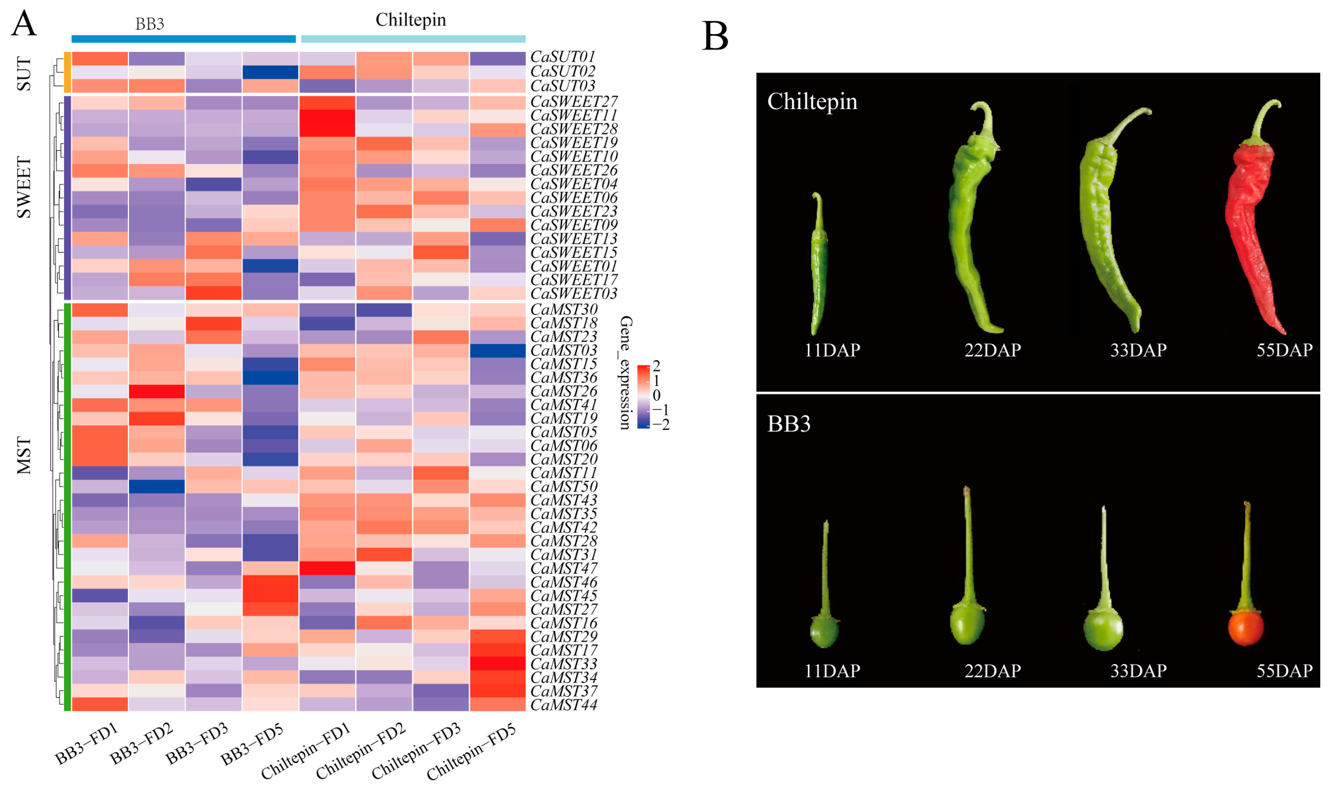 Plants 13 01825 g005