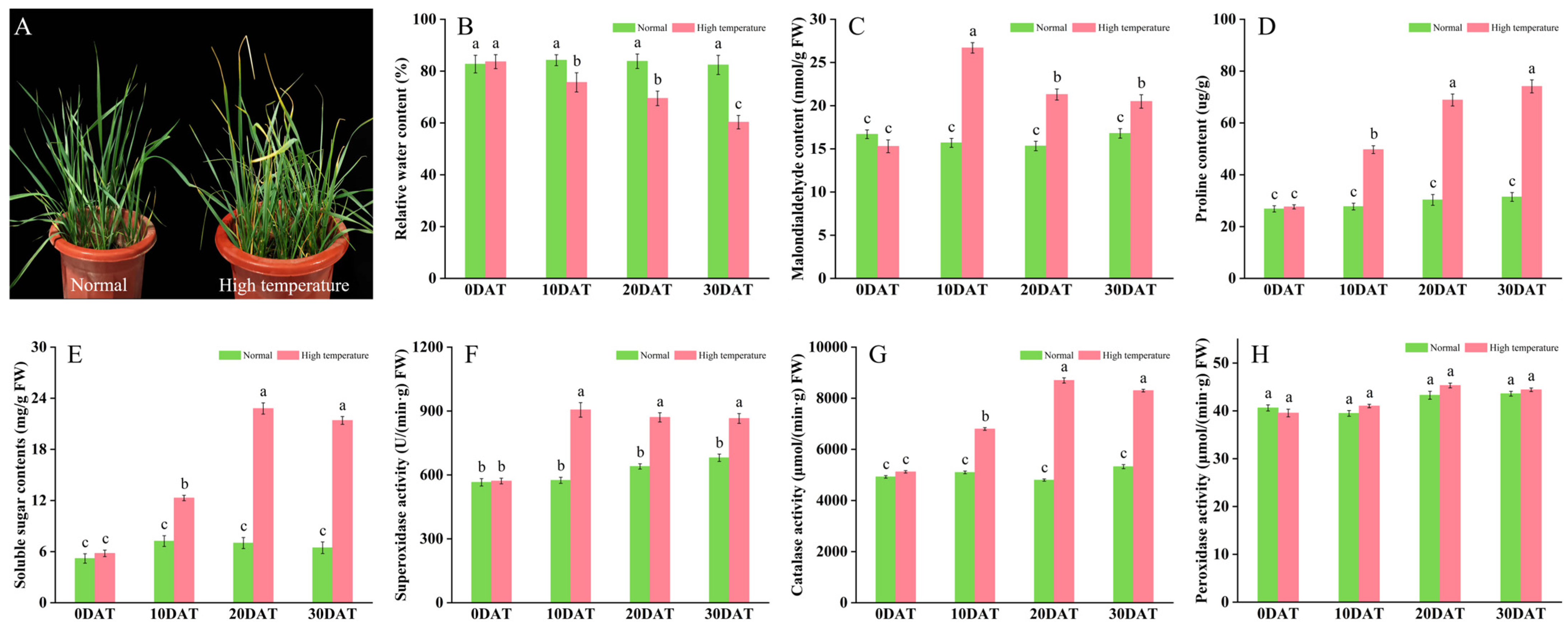 Plants 13 01832 g001