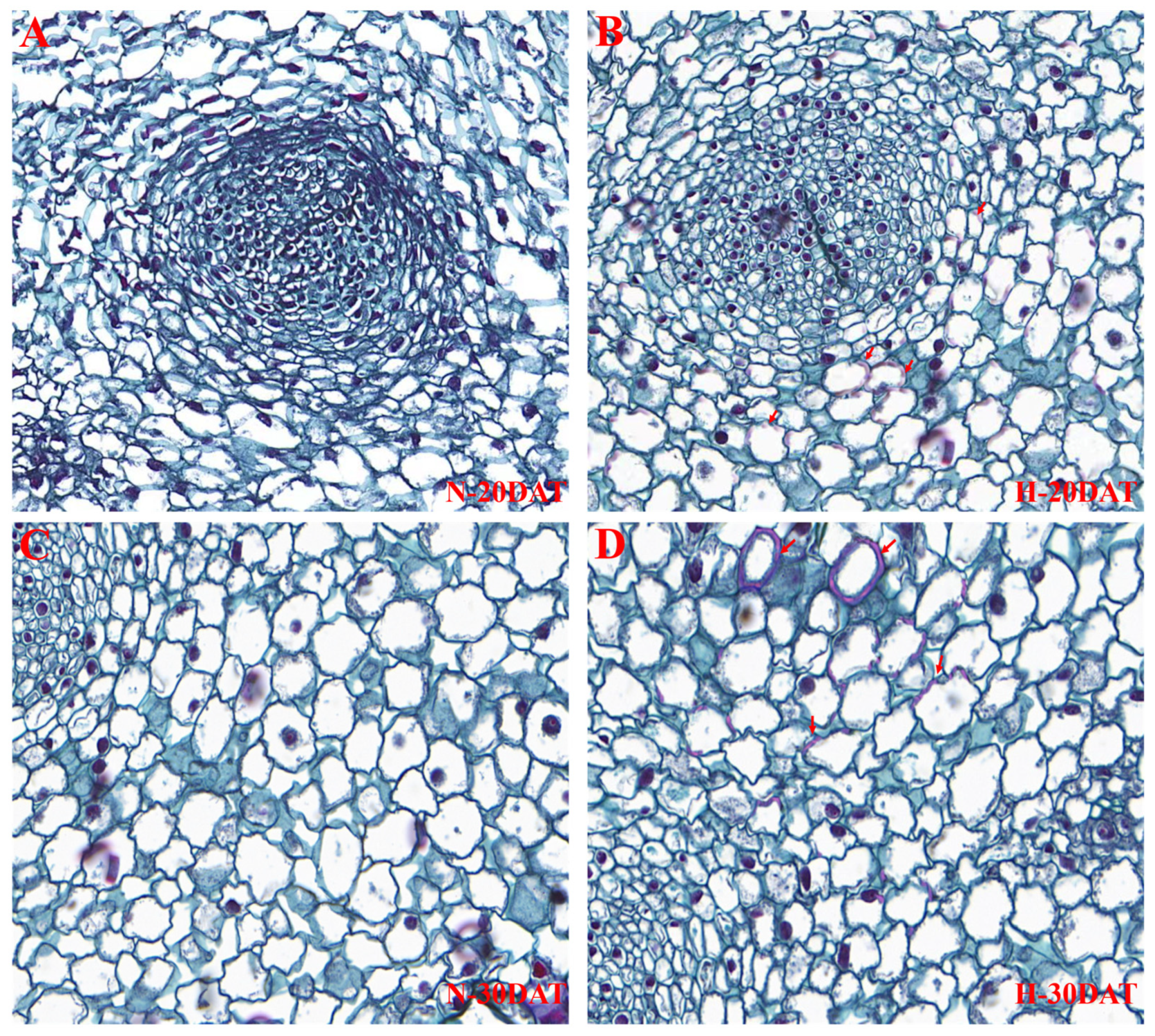 Plants 13 01832 g006