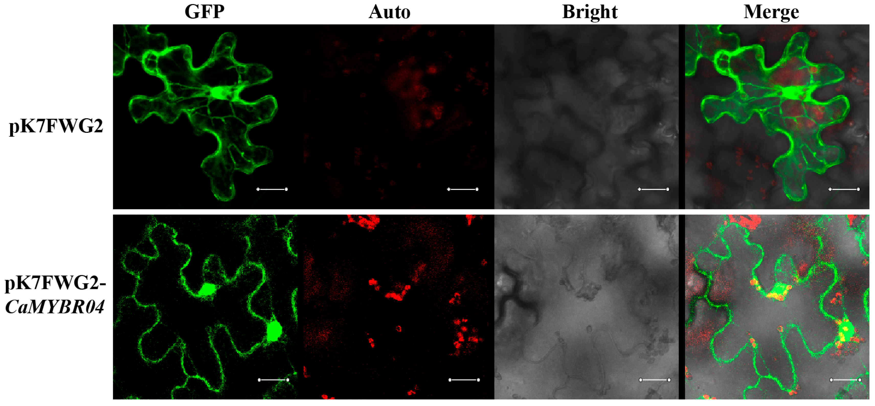 Plants 13 01837 g005