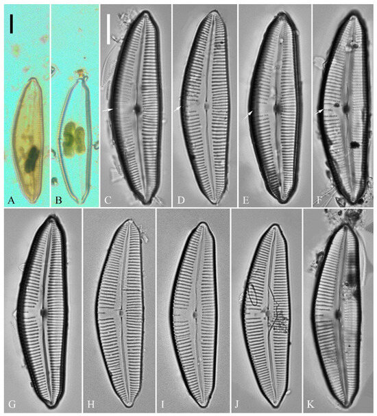 Plants 13 01851 g001
