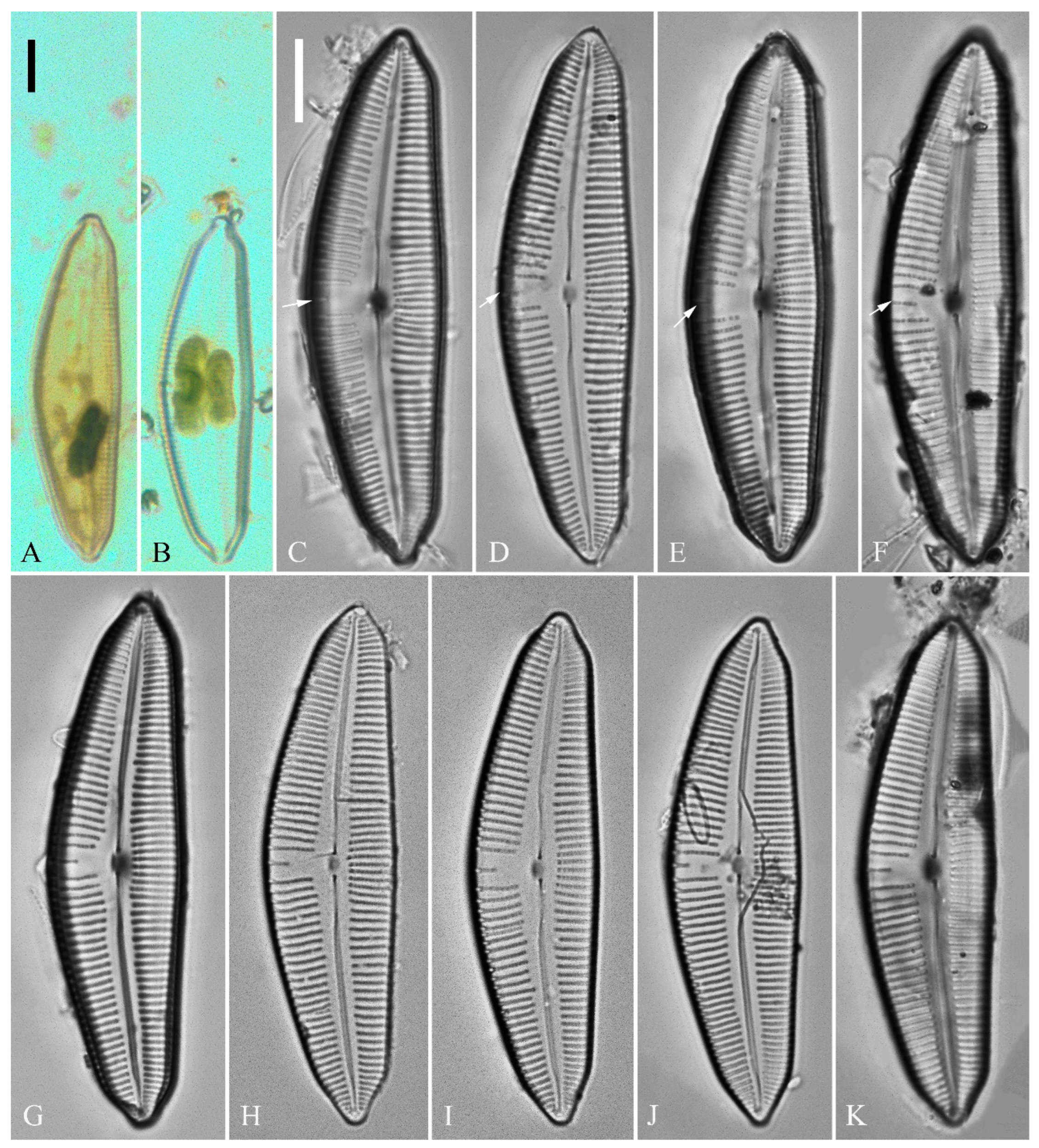 Plants 13 01851 g001
