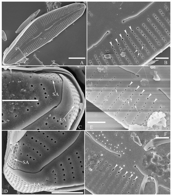 Plants 13 01851 g002