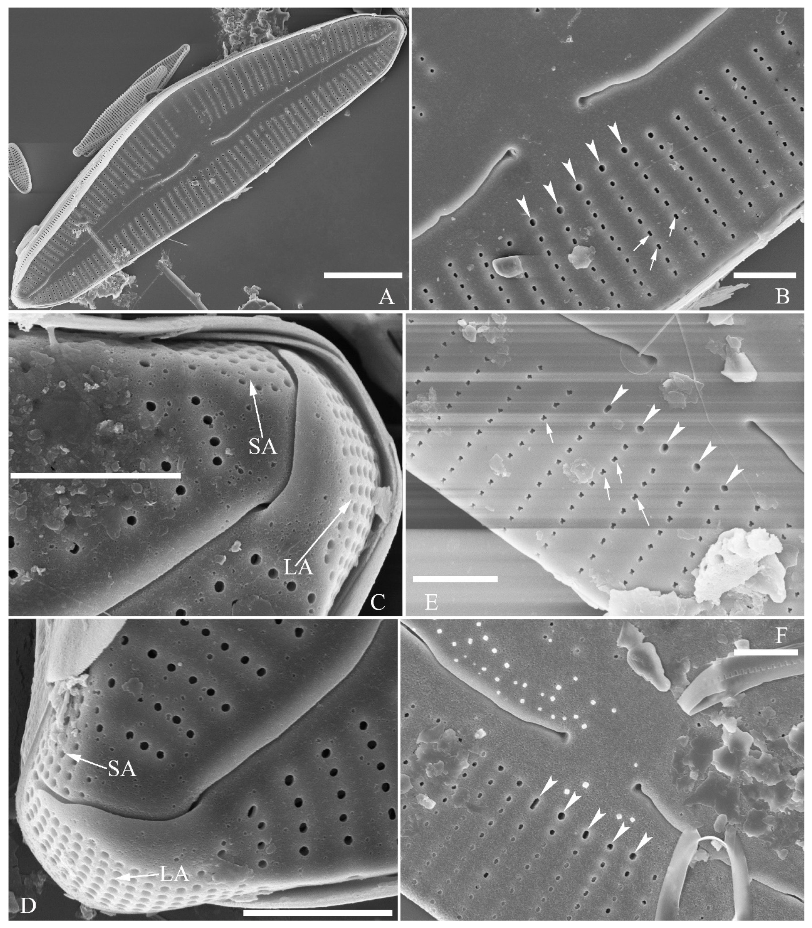 Plants 13 01851 g002