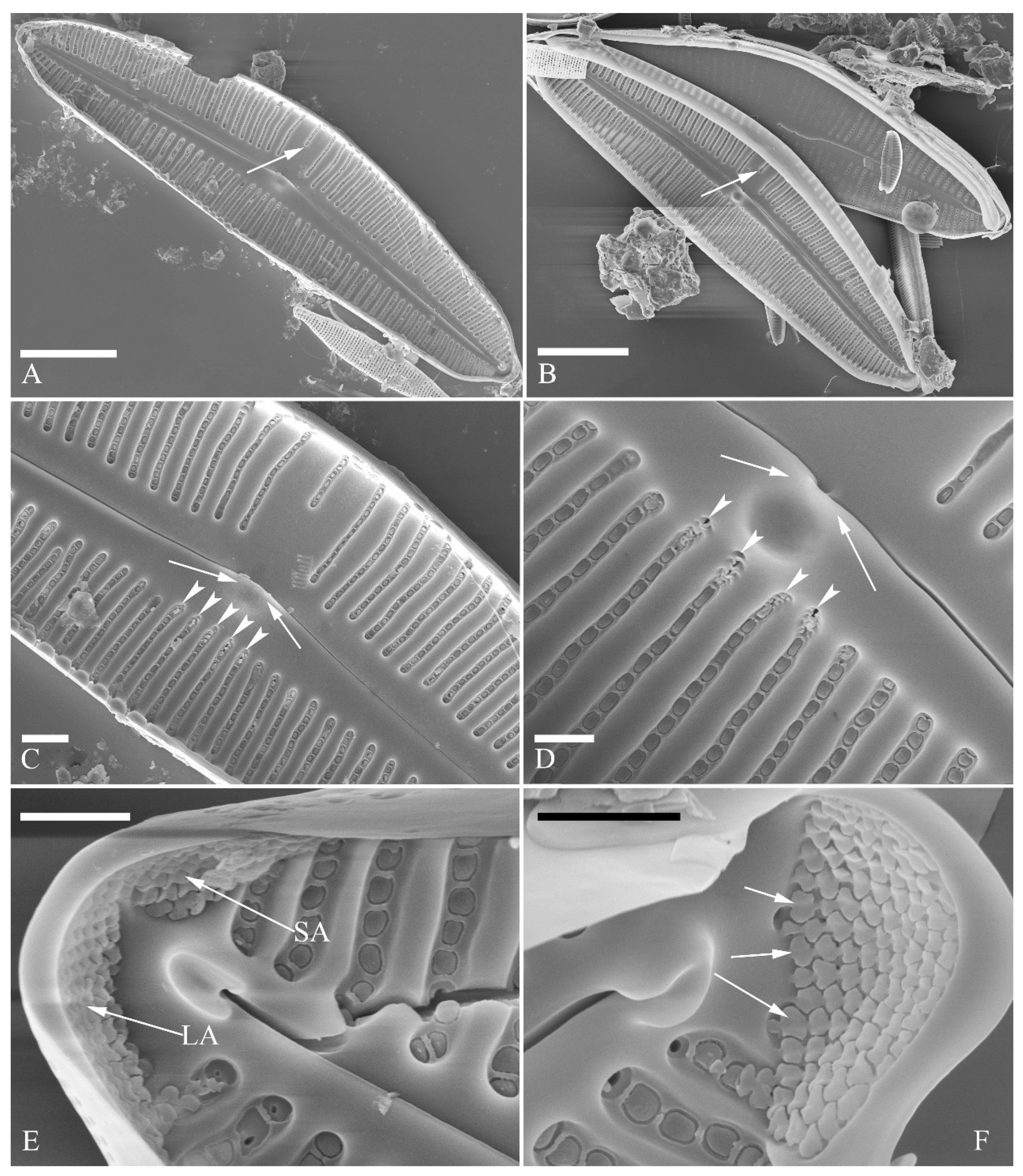 Plants 13 01851 g003