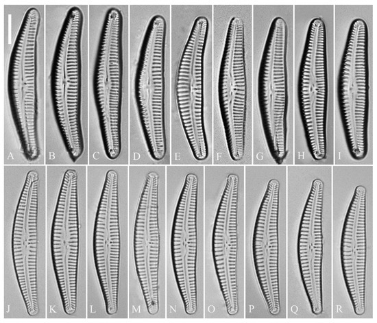 Plants 13 01851 g005