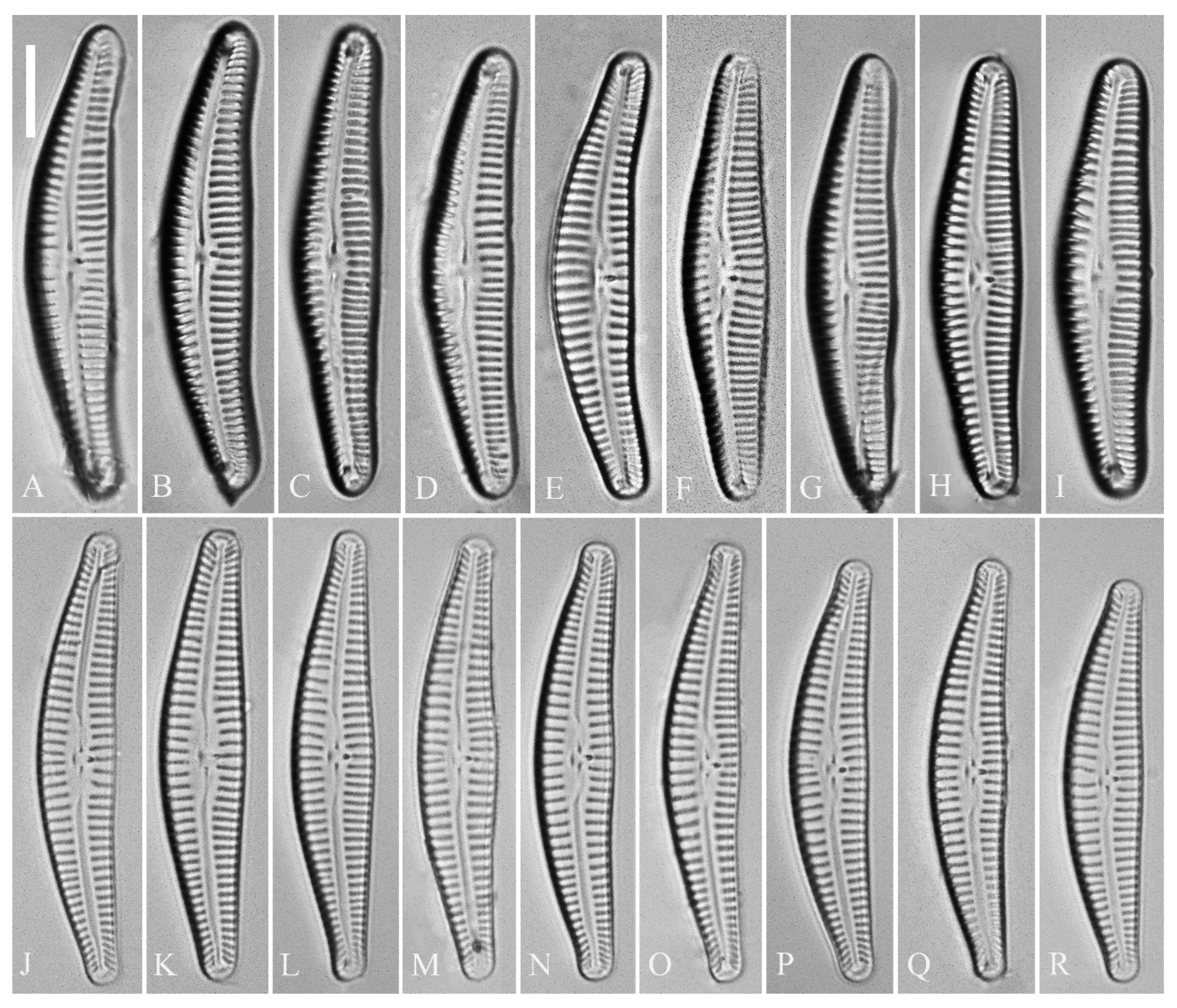 Plants 13 01851 g005