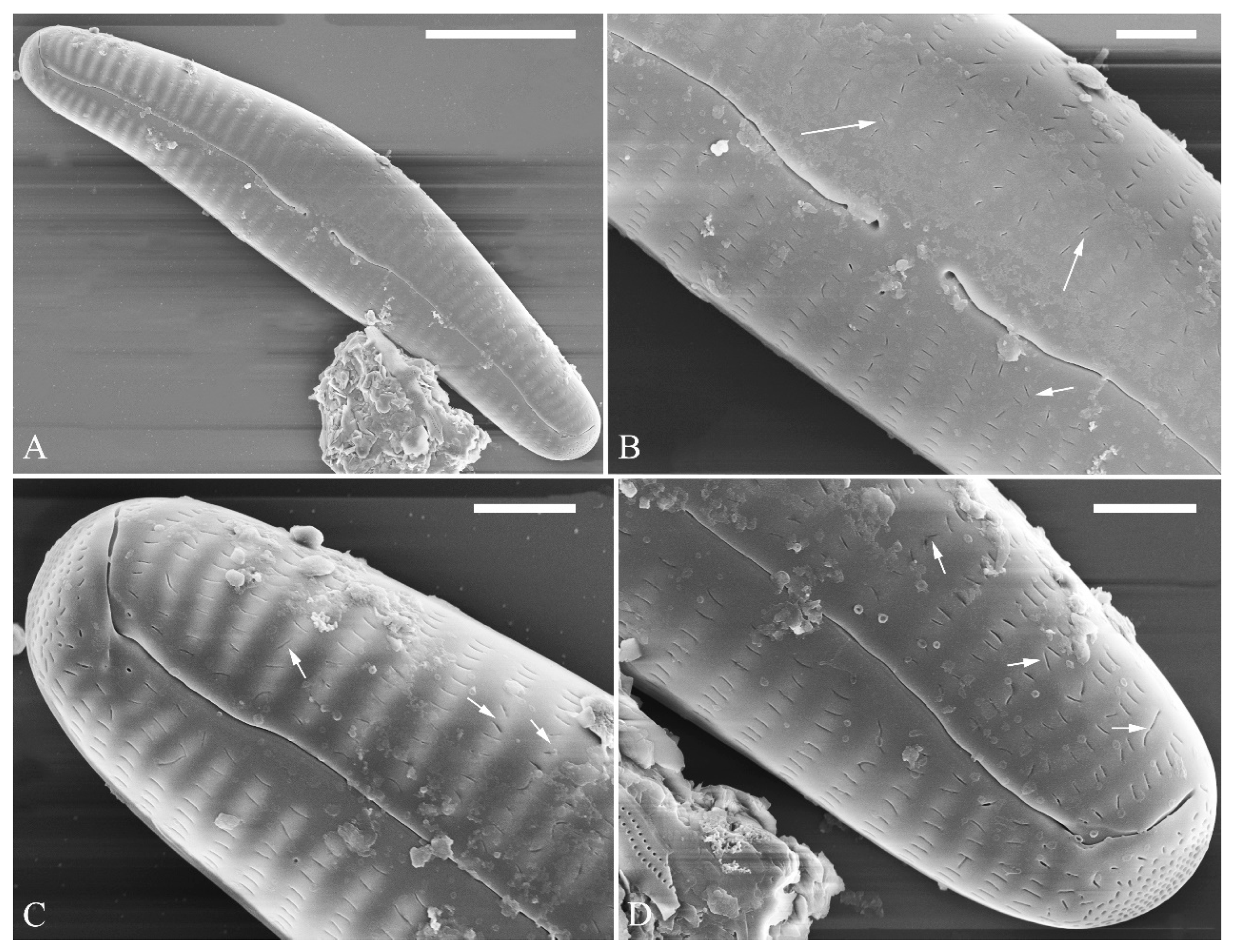 Plants 13 01851 g006