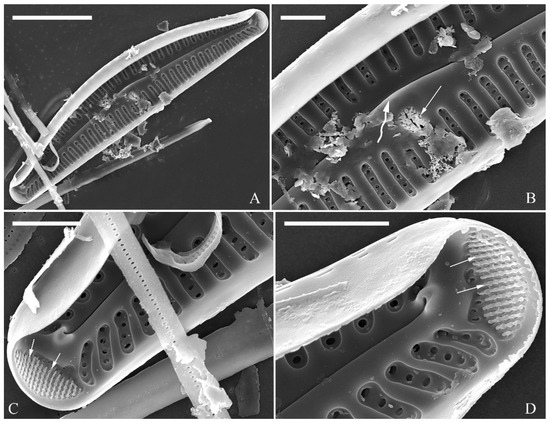 Plants 13 01851 g008