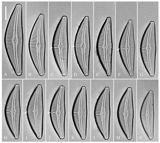 Plants 13 01851 g009