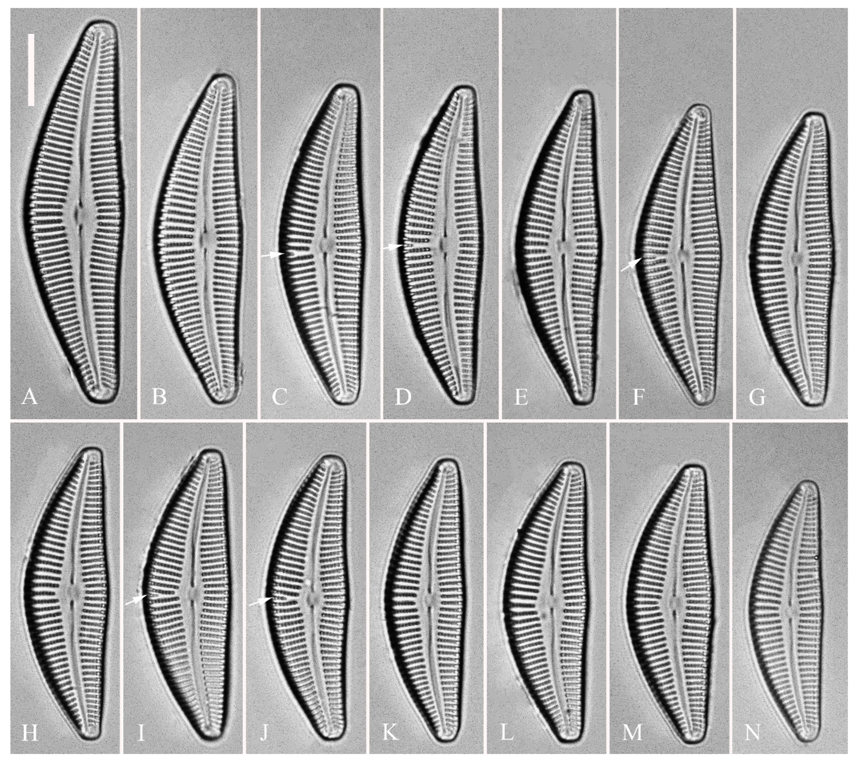 Plants 13 01851 g009