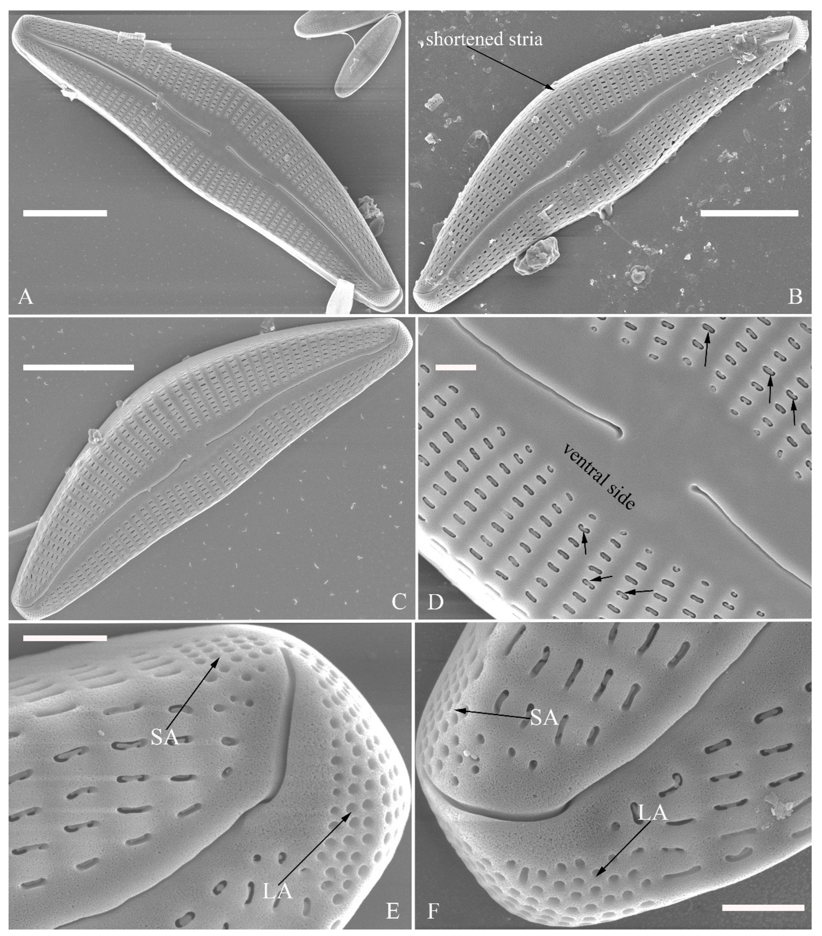 Plants 13 01851 g010