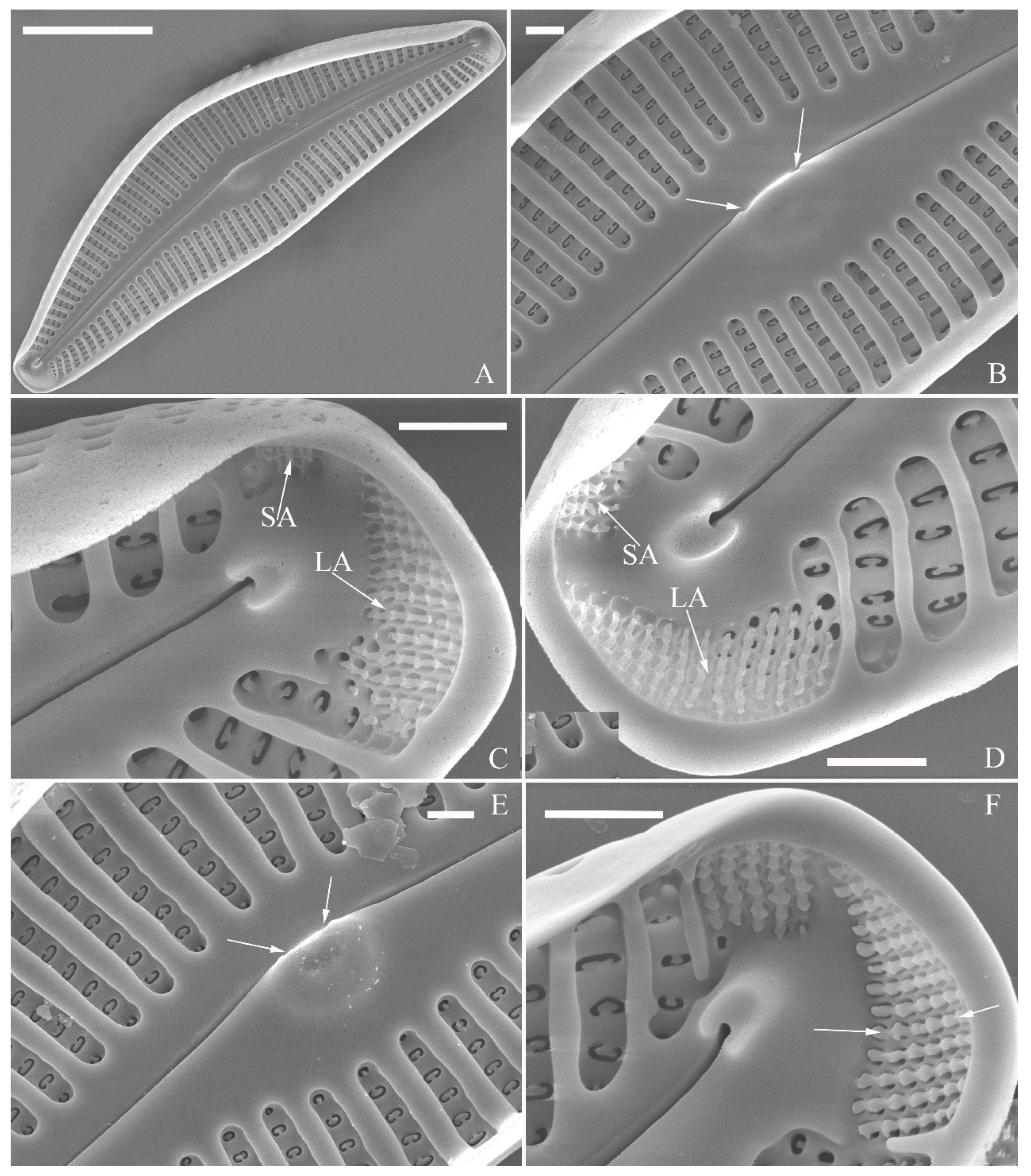 Plants 13 01851 g011