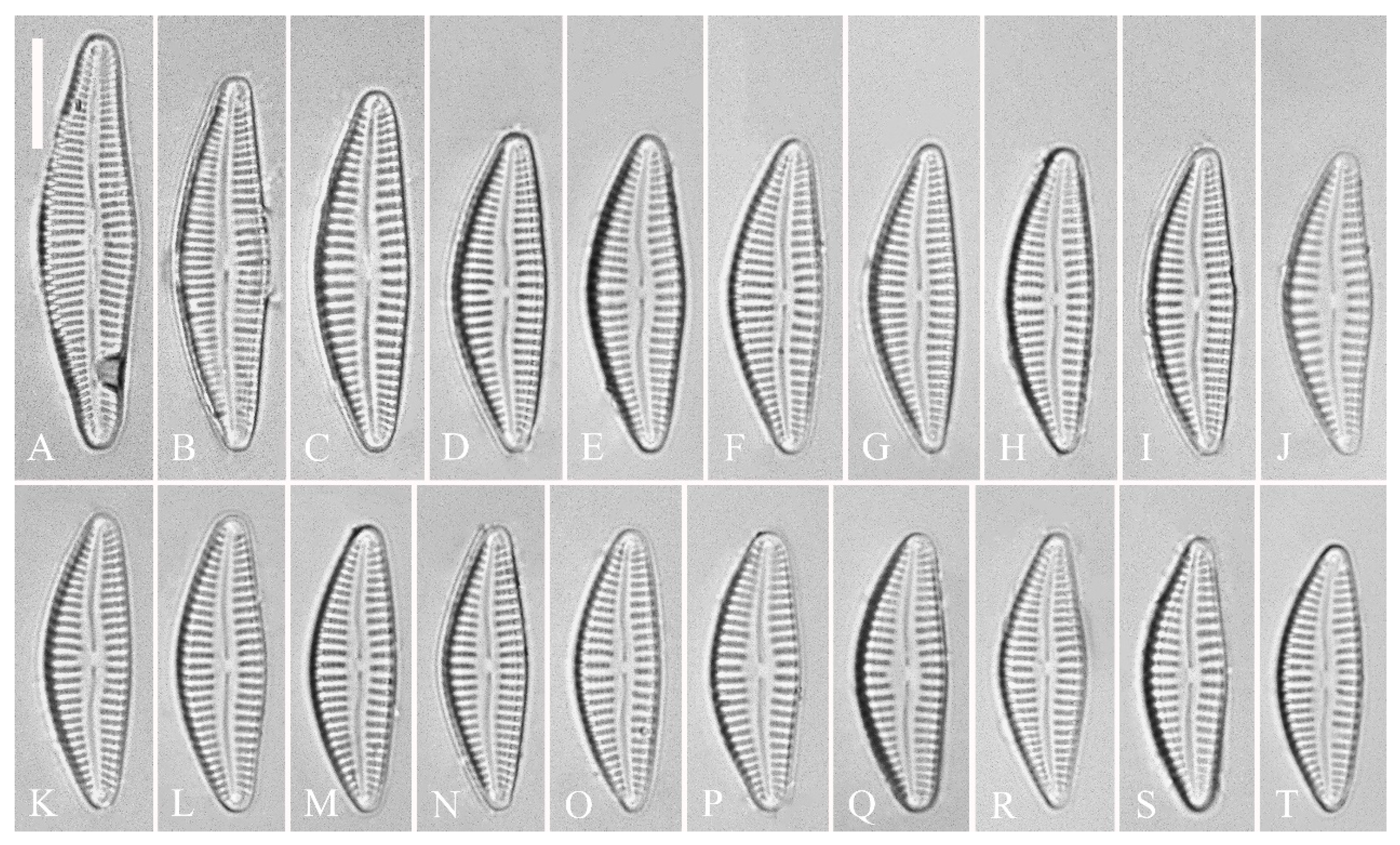 Plants 13 01851 g012