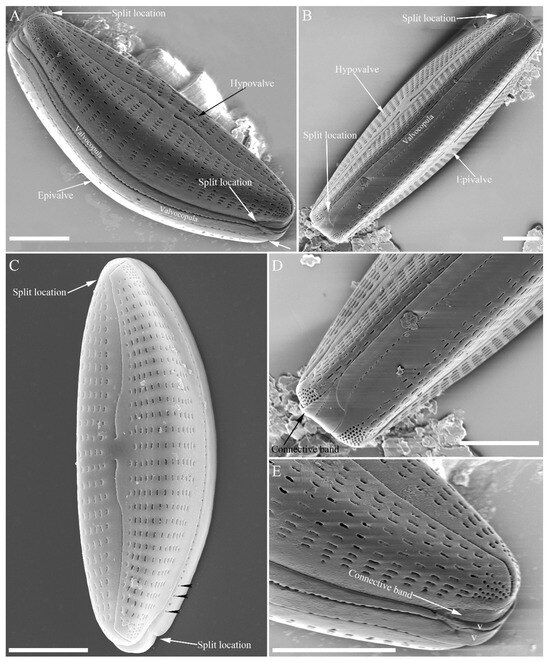 Plants 13 01851 g013