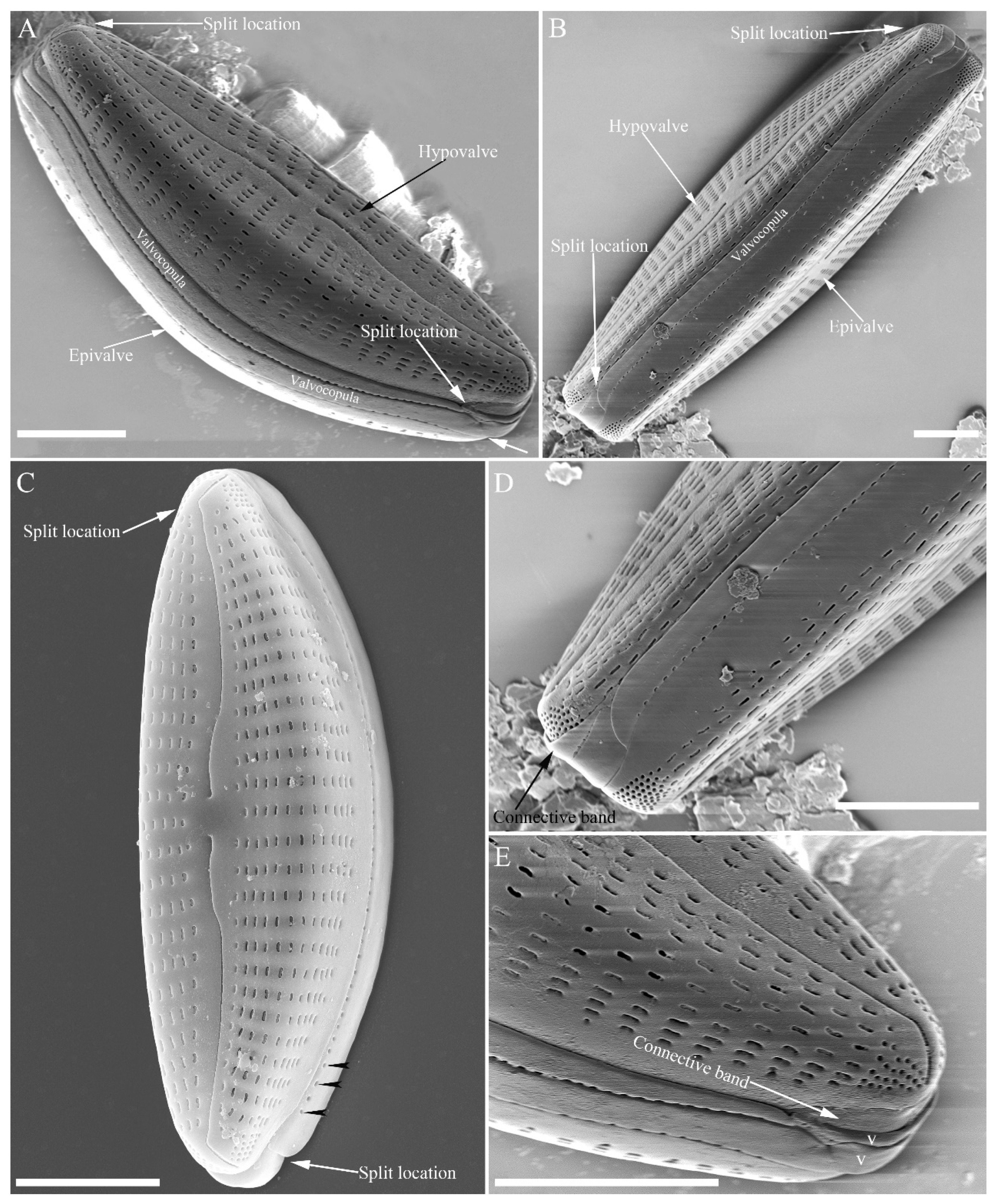 Plants 13 01851 g013