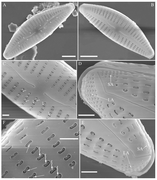 Plants 13 01851 g014