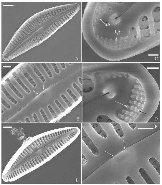 Plants 13 01851 g015