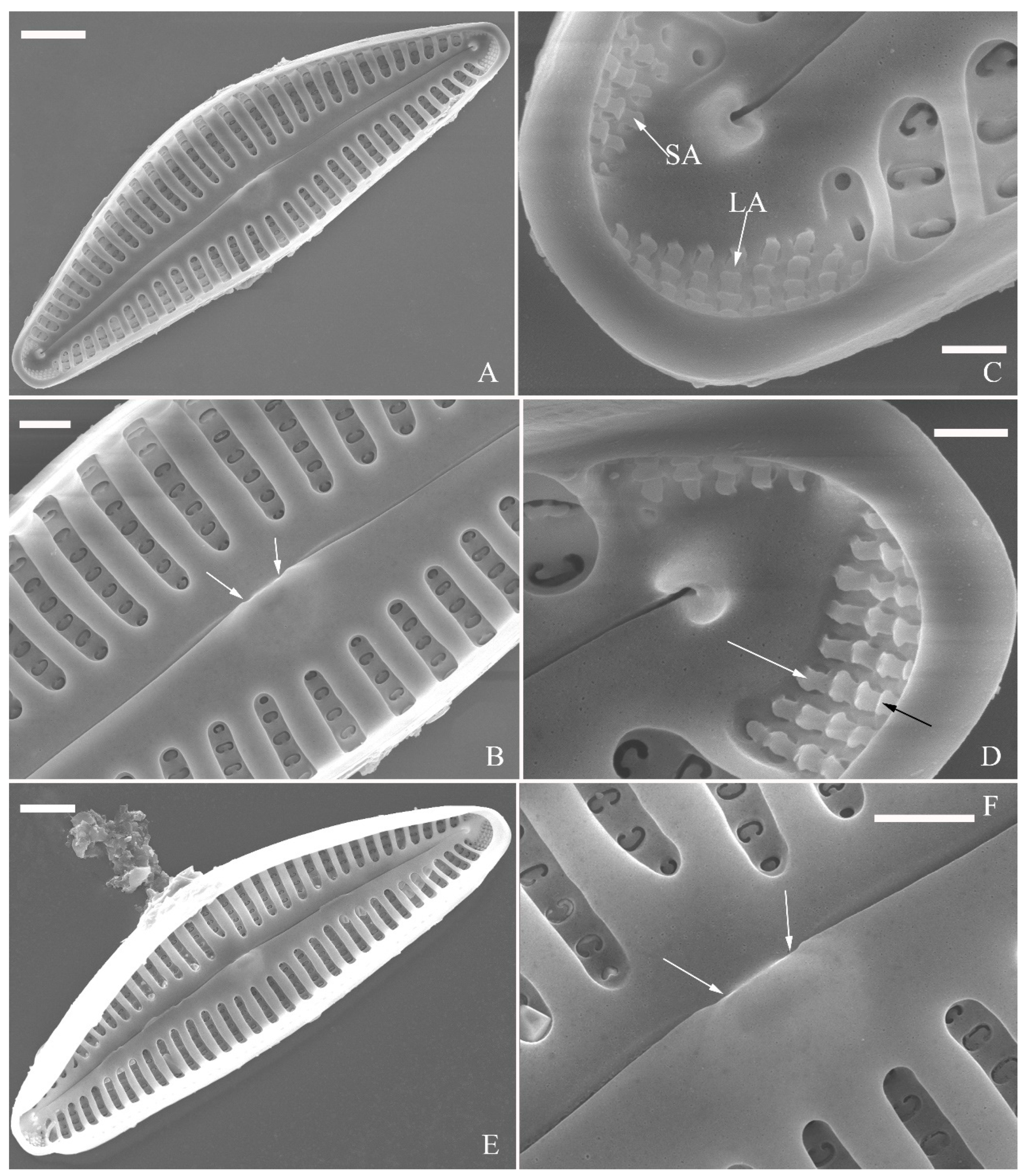 Plants 13 01851 g015