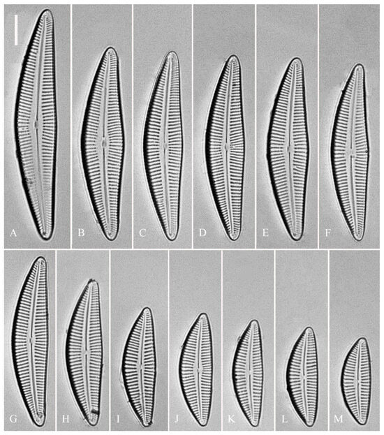 Plants 13 01851 g016