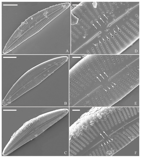 Plants 13 01851 g017