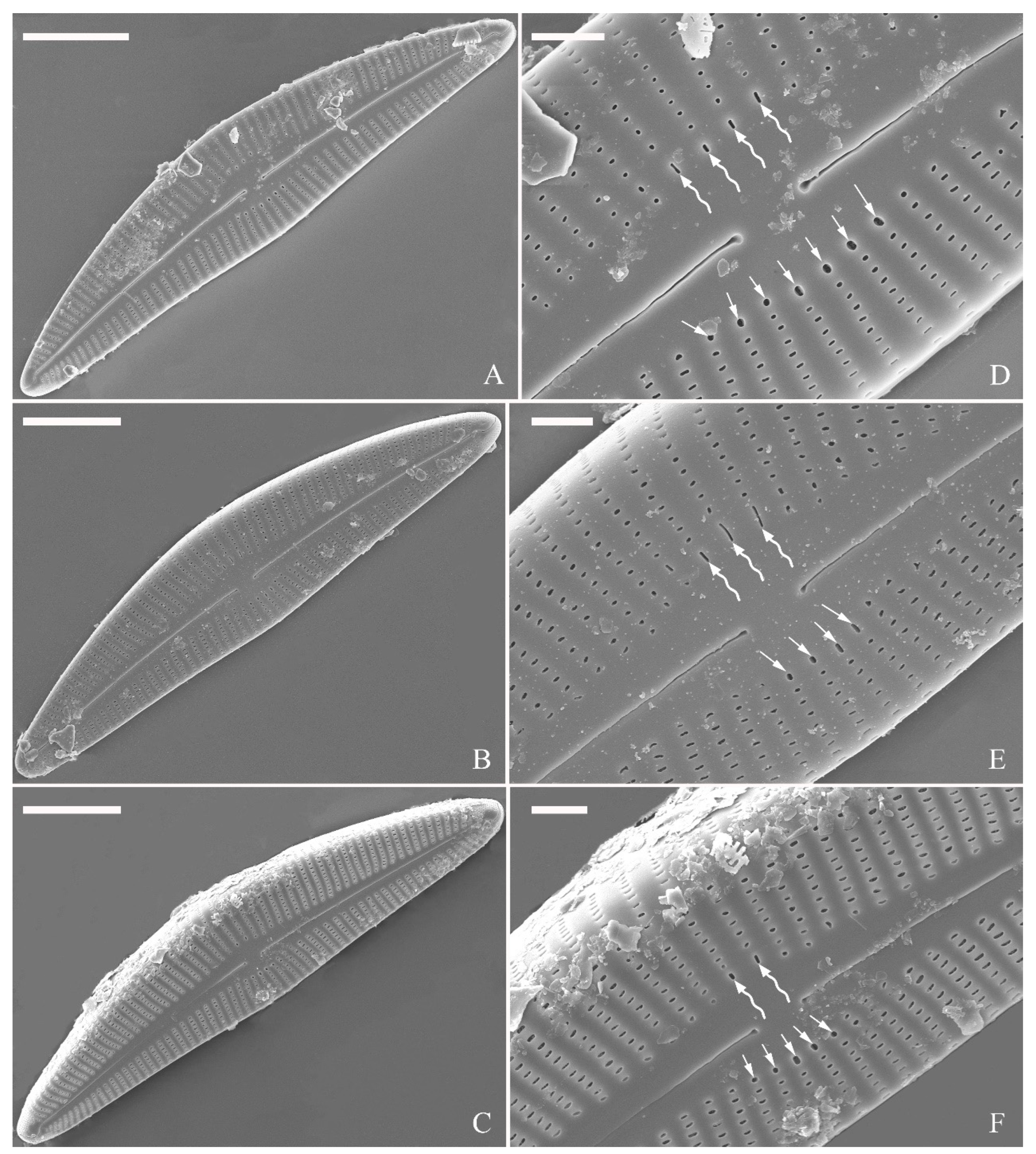 Plants 13 01851 g017