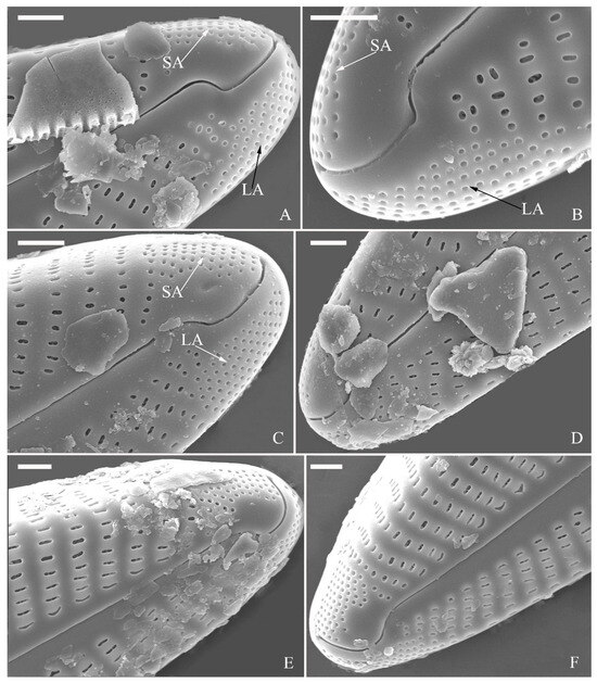 Plants 13 01851 g018