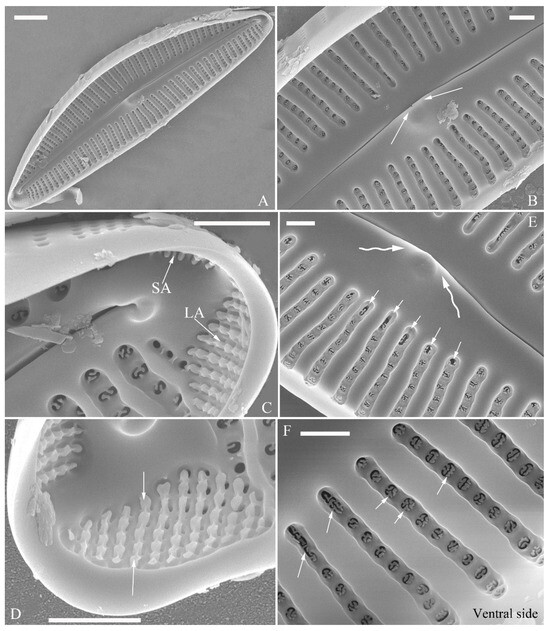 Plants 13 01851 g019