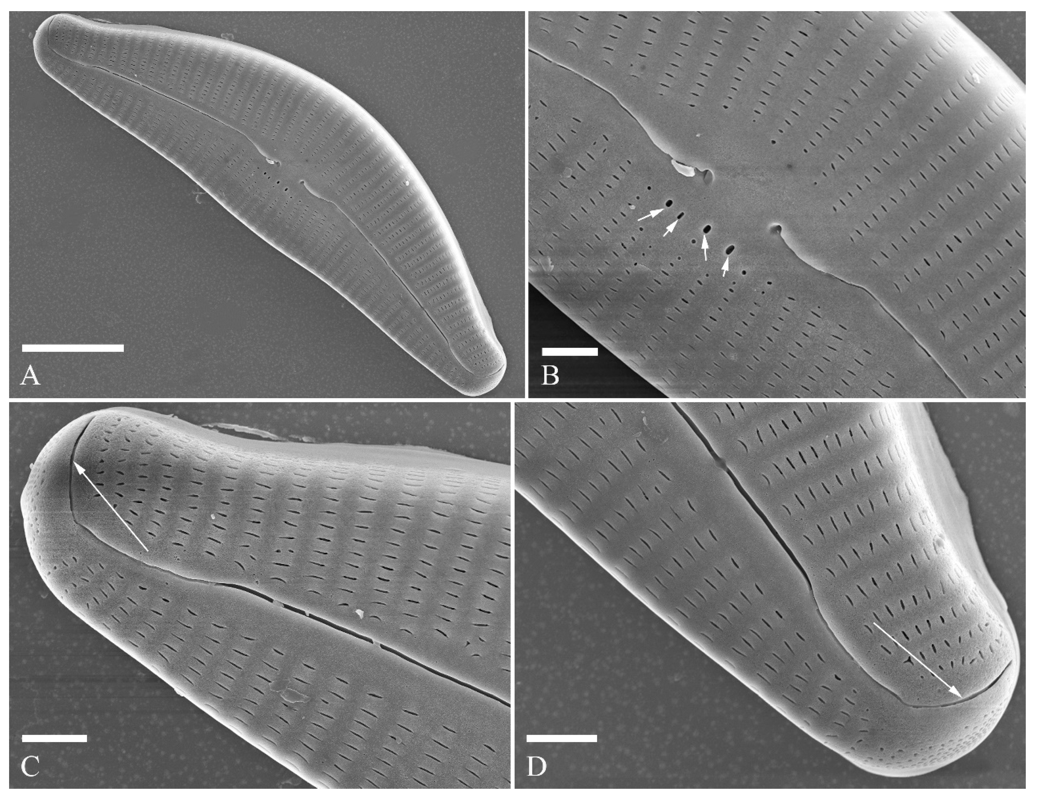 Plants 13 01851 g022