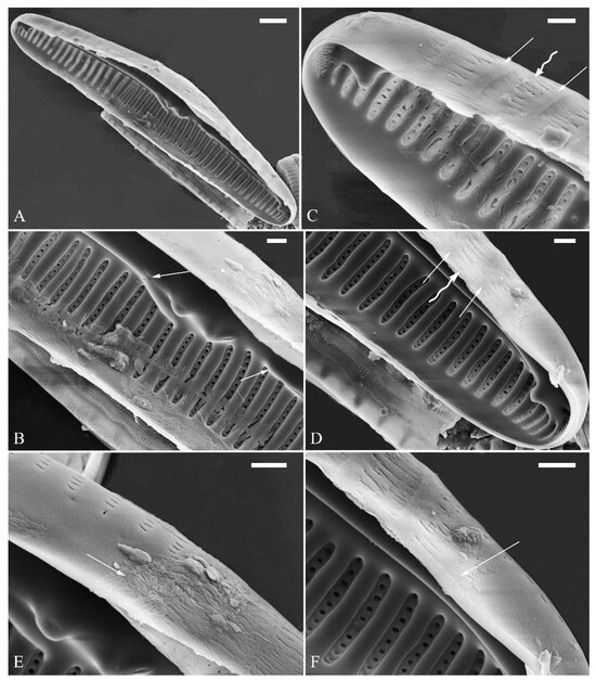 Plants 13 01851 g024