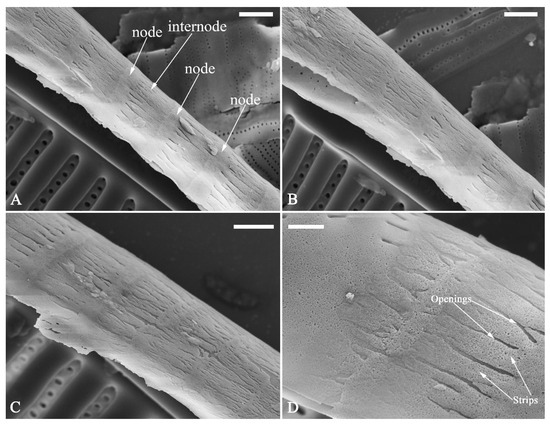 Plants 13 01851 g025