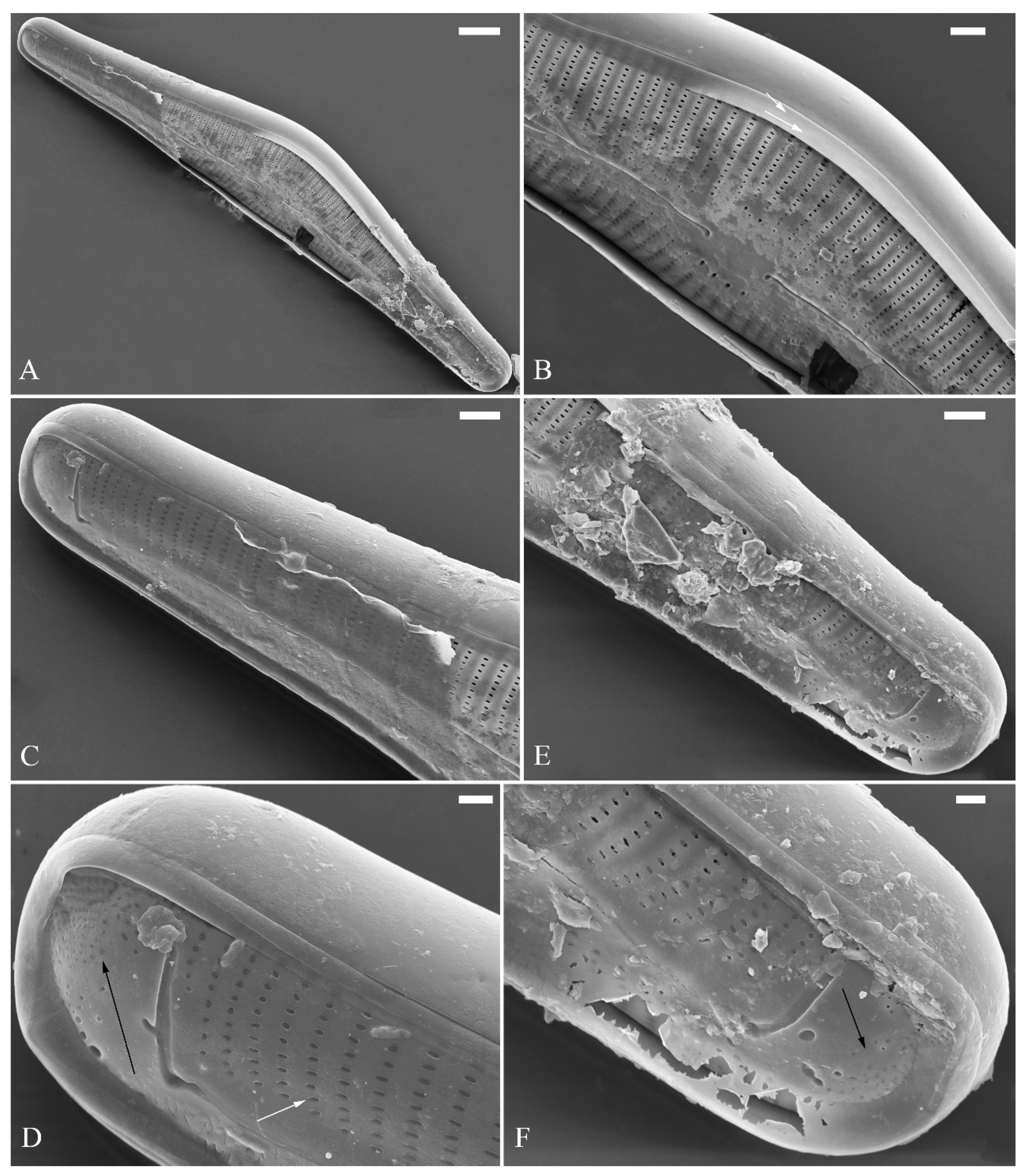 Plants 13 01851 g026