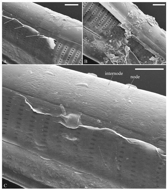 Plants 13 01851 g027