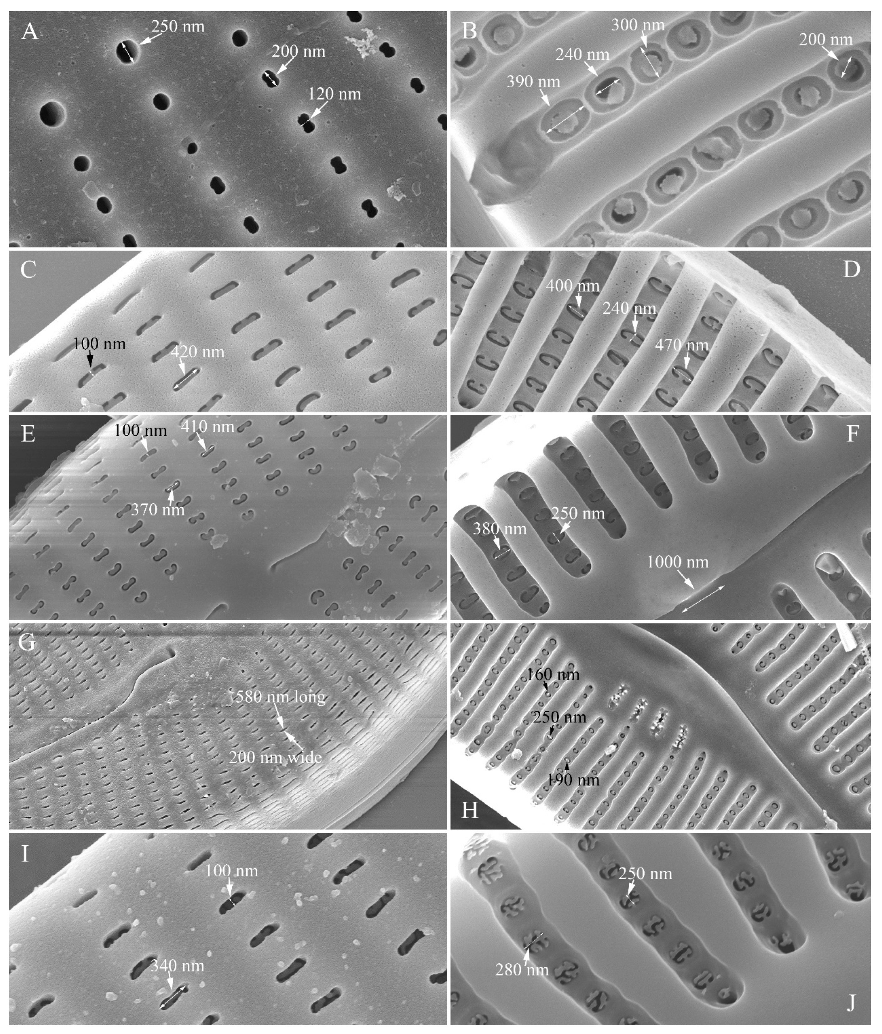 Plants 13 01851 g028