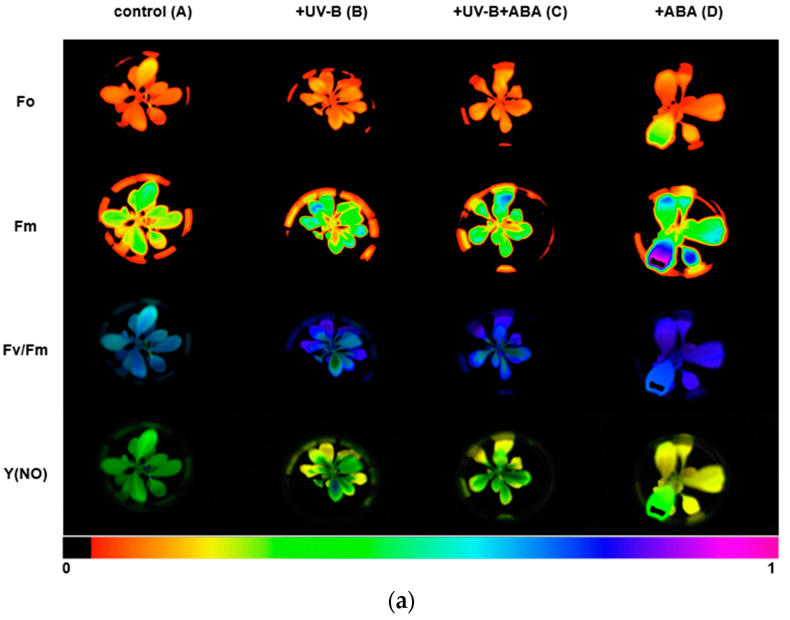 Plants 13 01856 g002a
