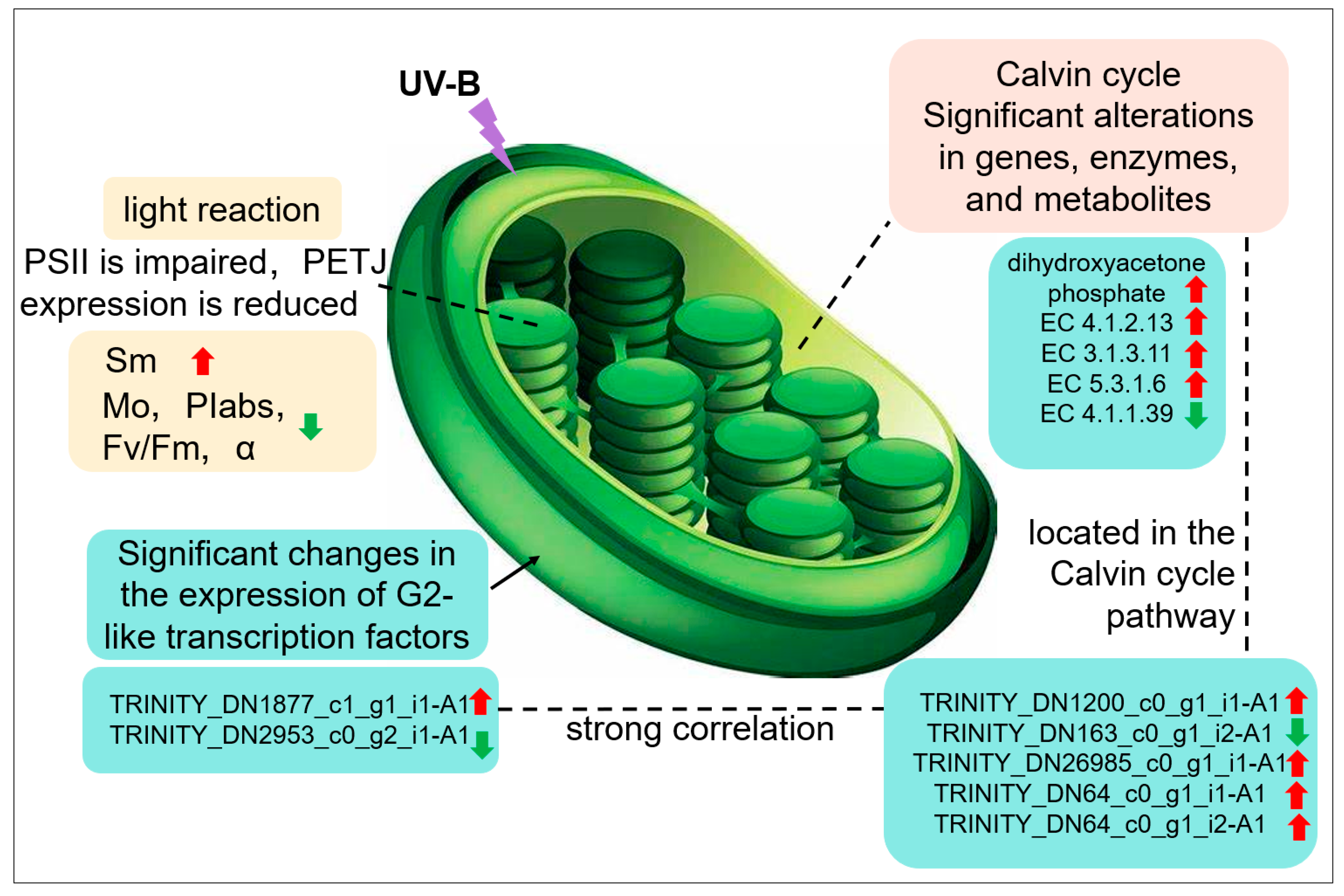 Plants 13 01856 g007