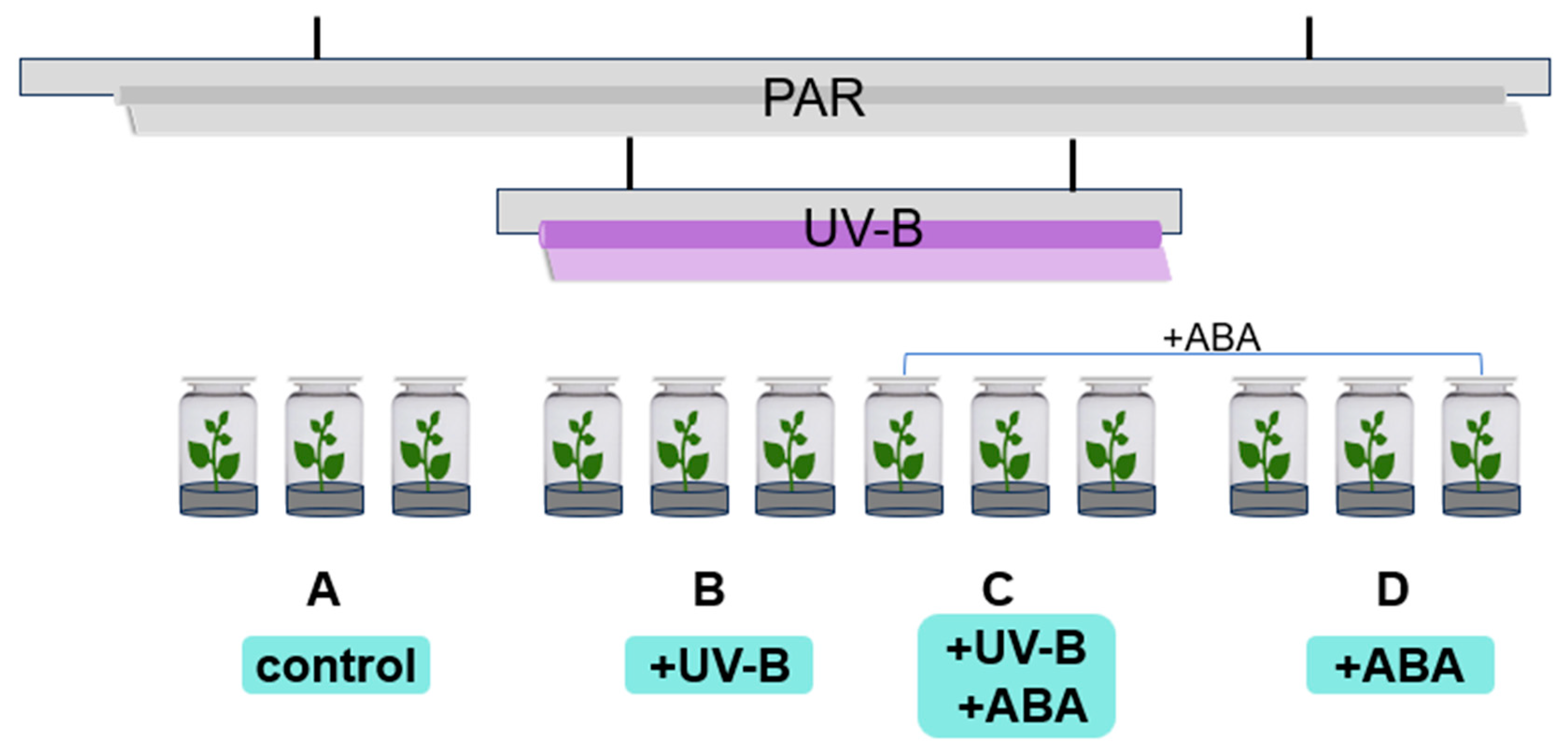 Plants 13 01856 g008