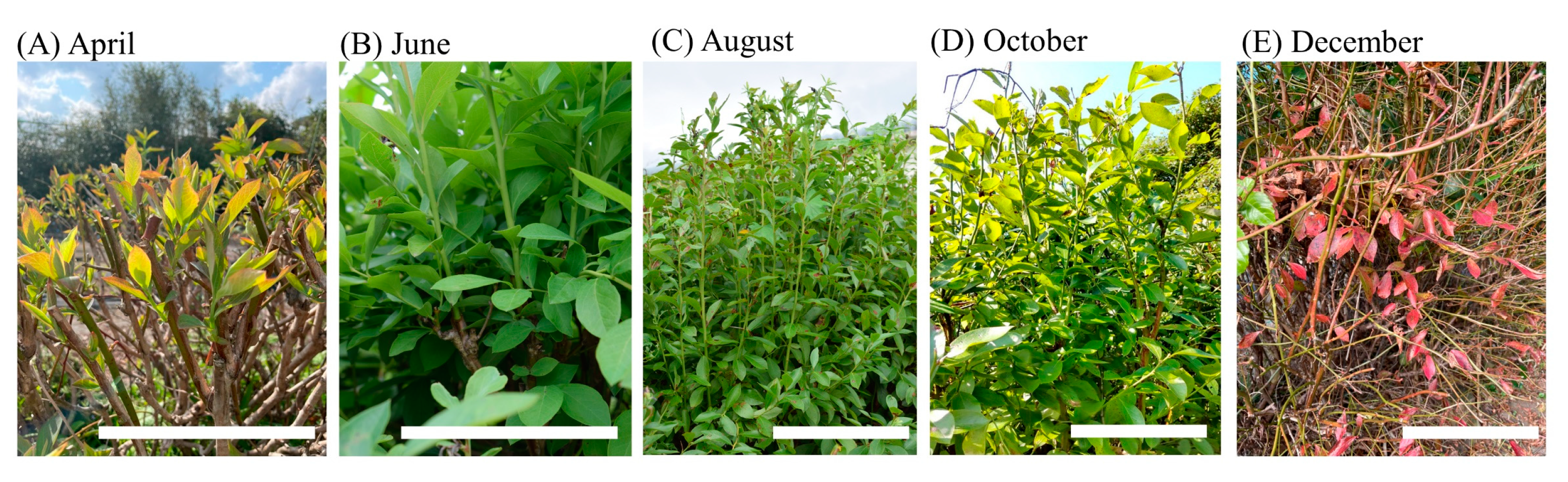 Plants 13 01864 g002