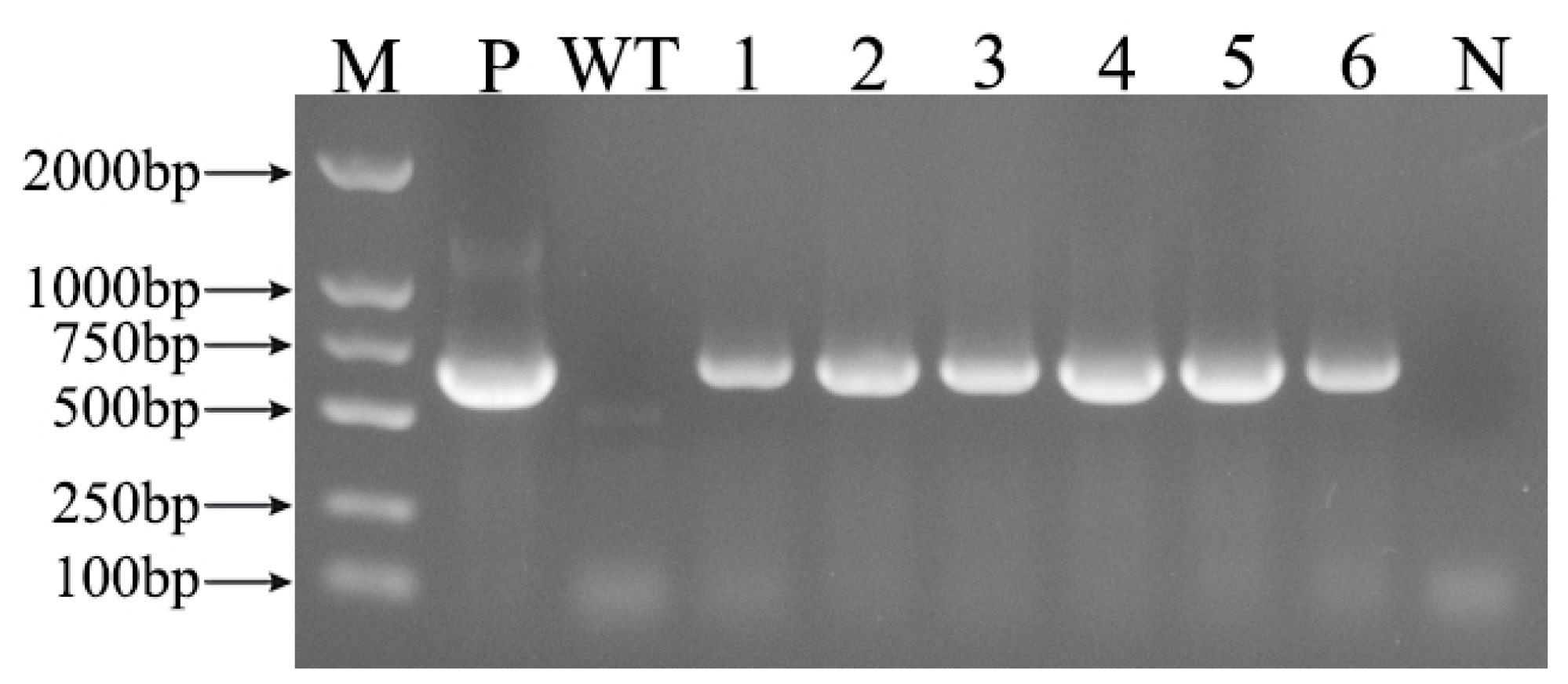 Plants 13 01867 g002