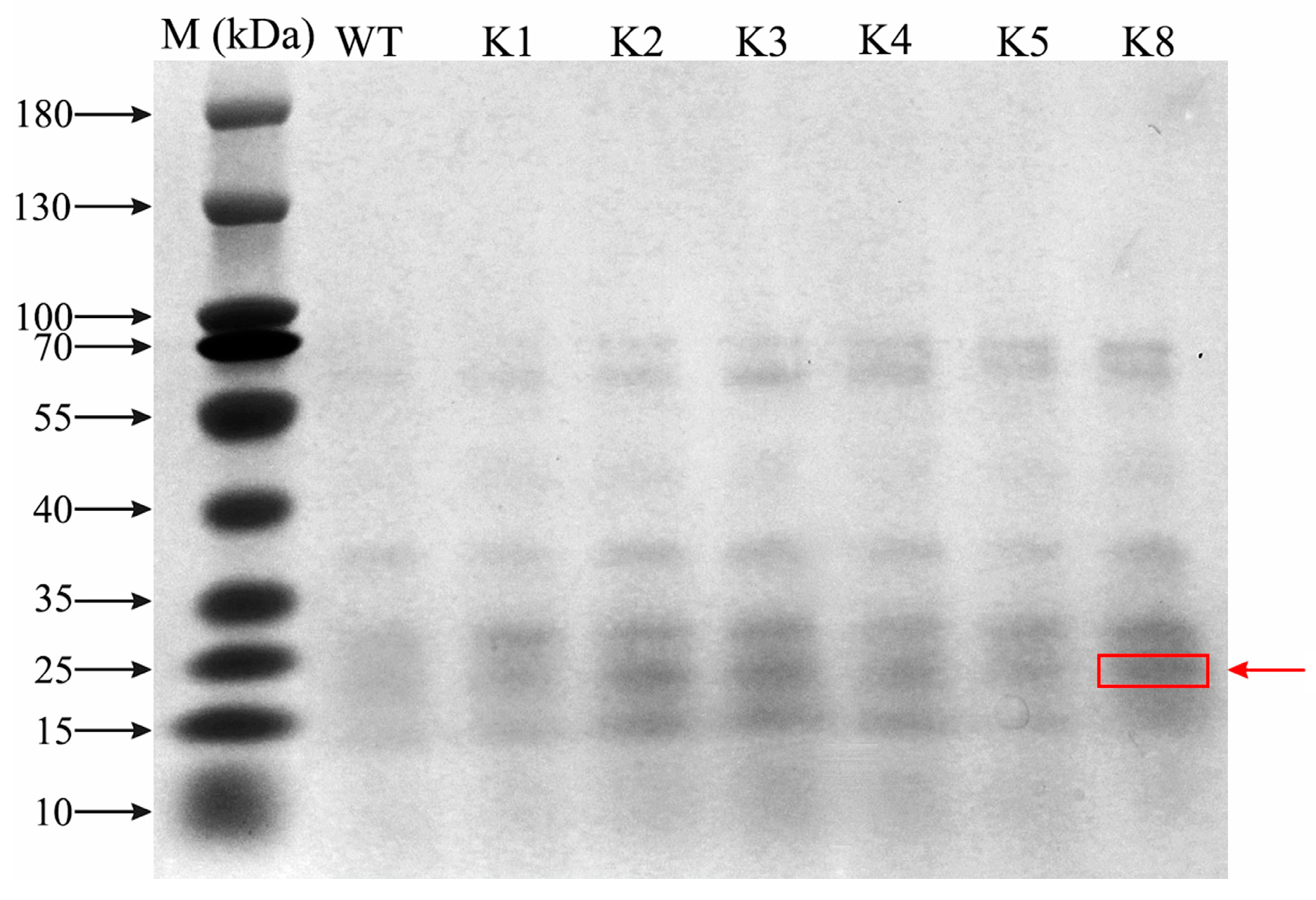 Plants 13 01867 g004