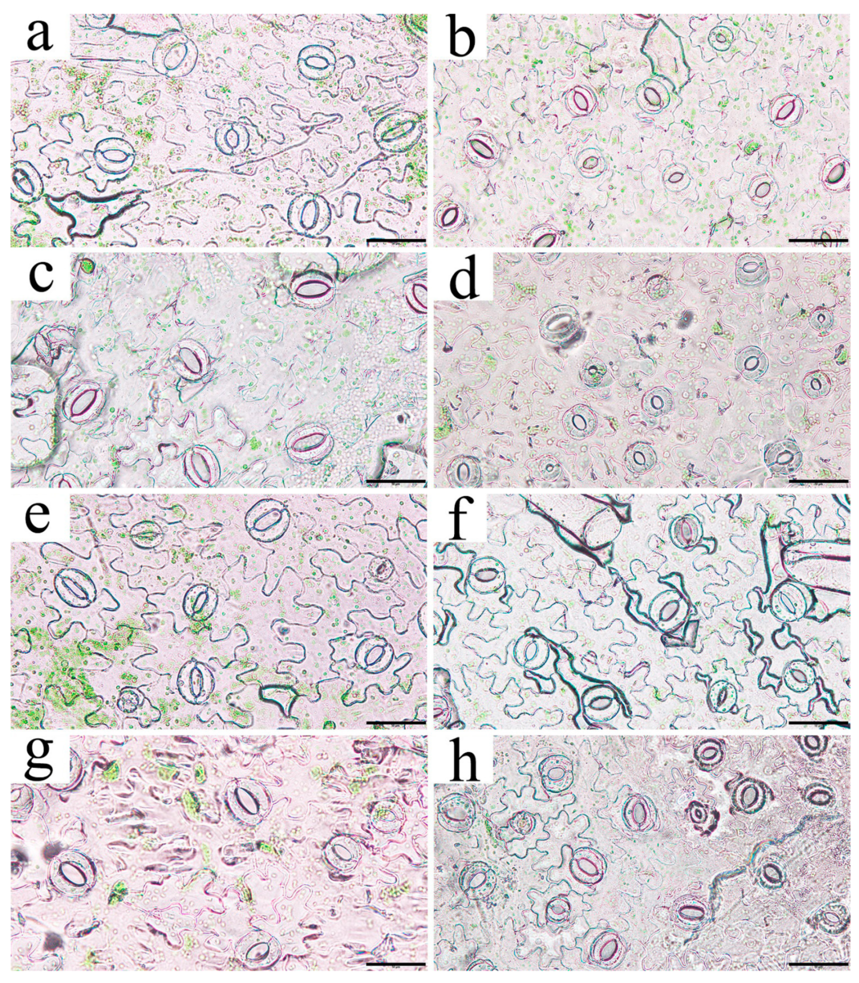 Plants 13 01867 g009